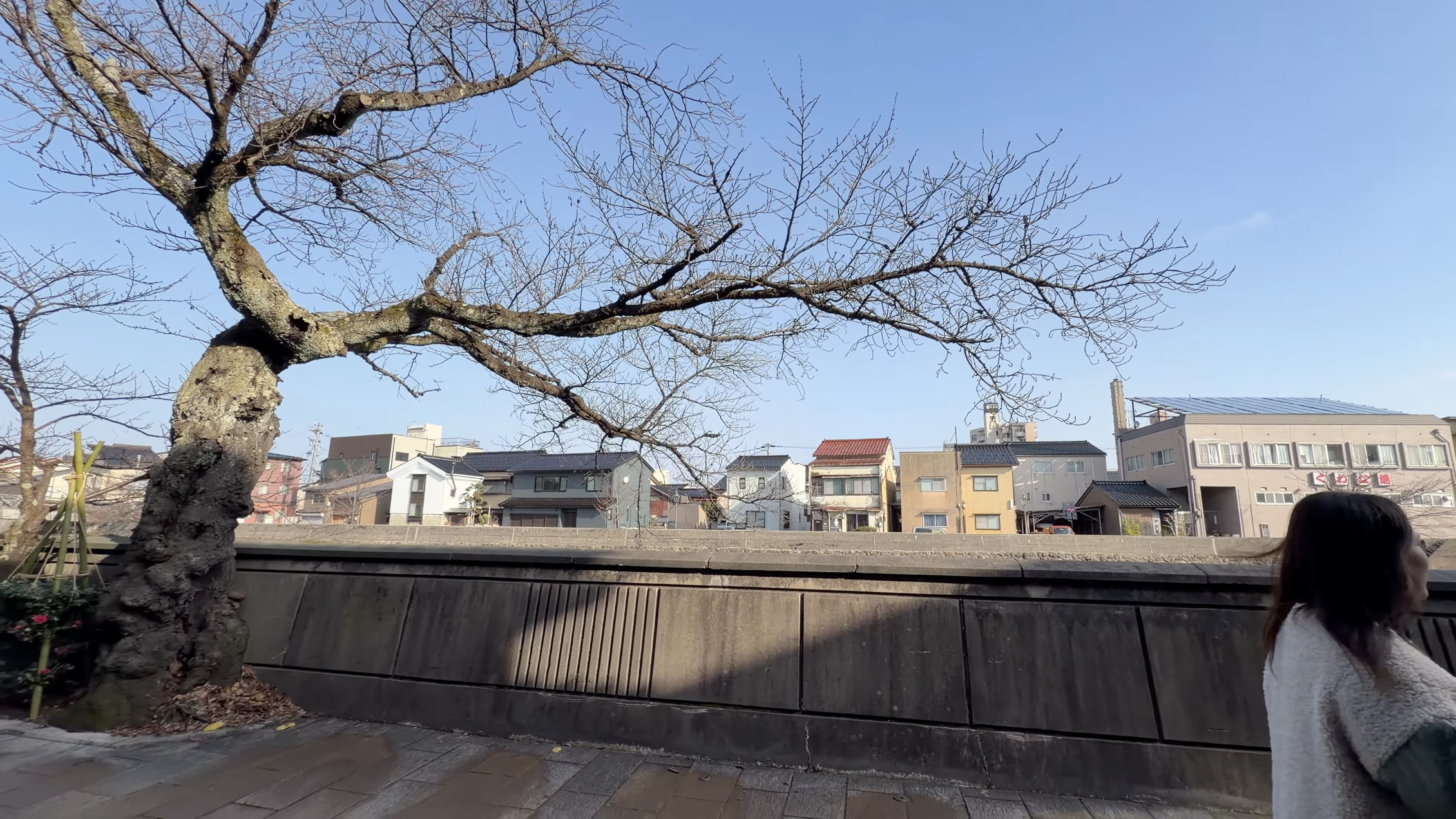 浅野川沿いの石垣越しに見える住宅街の町並み、葉の落ちた桜の木が手前に一本