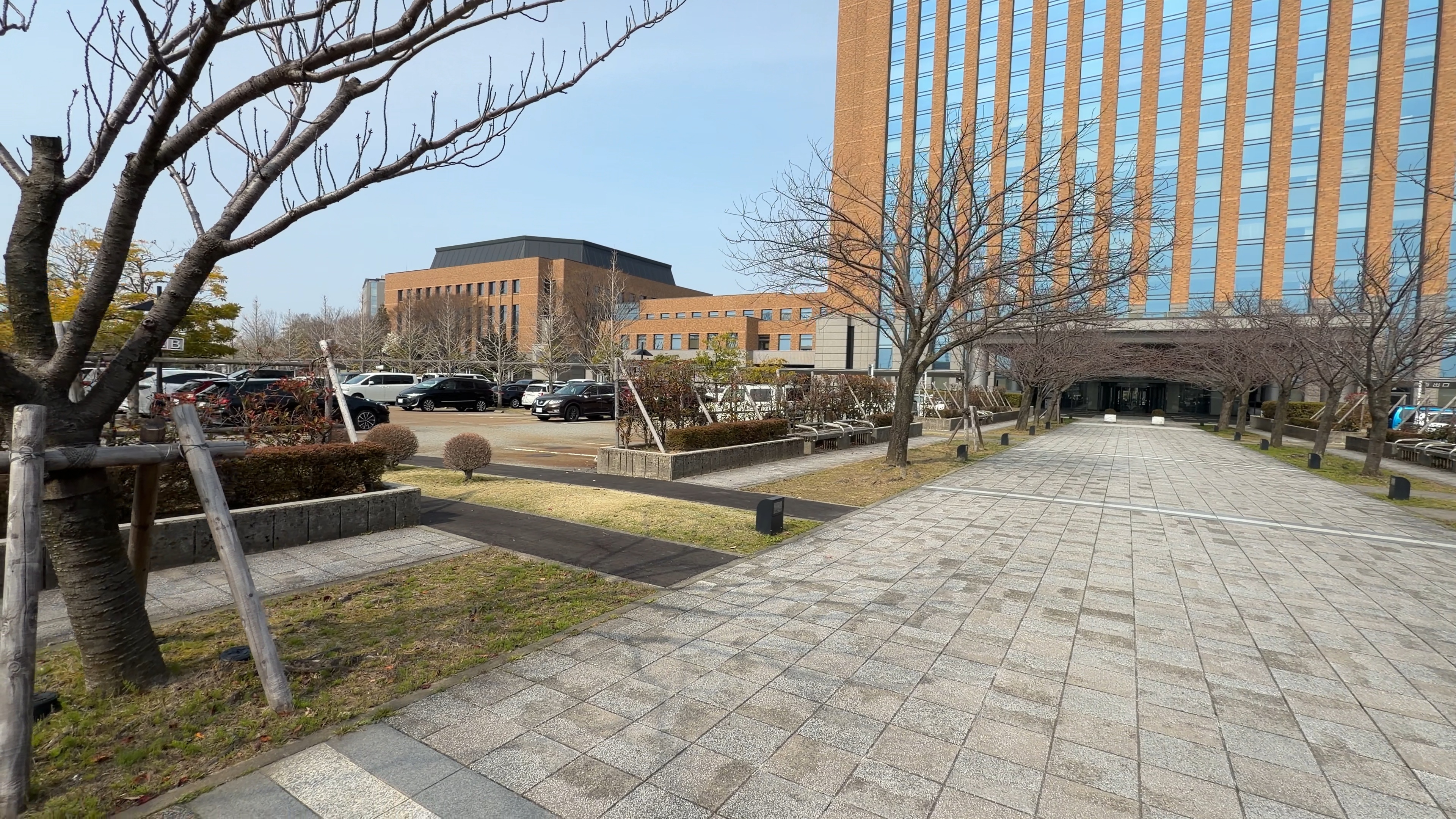 県民広場あたりの並木道、奥に見える議会庁舎