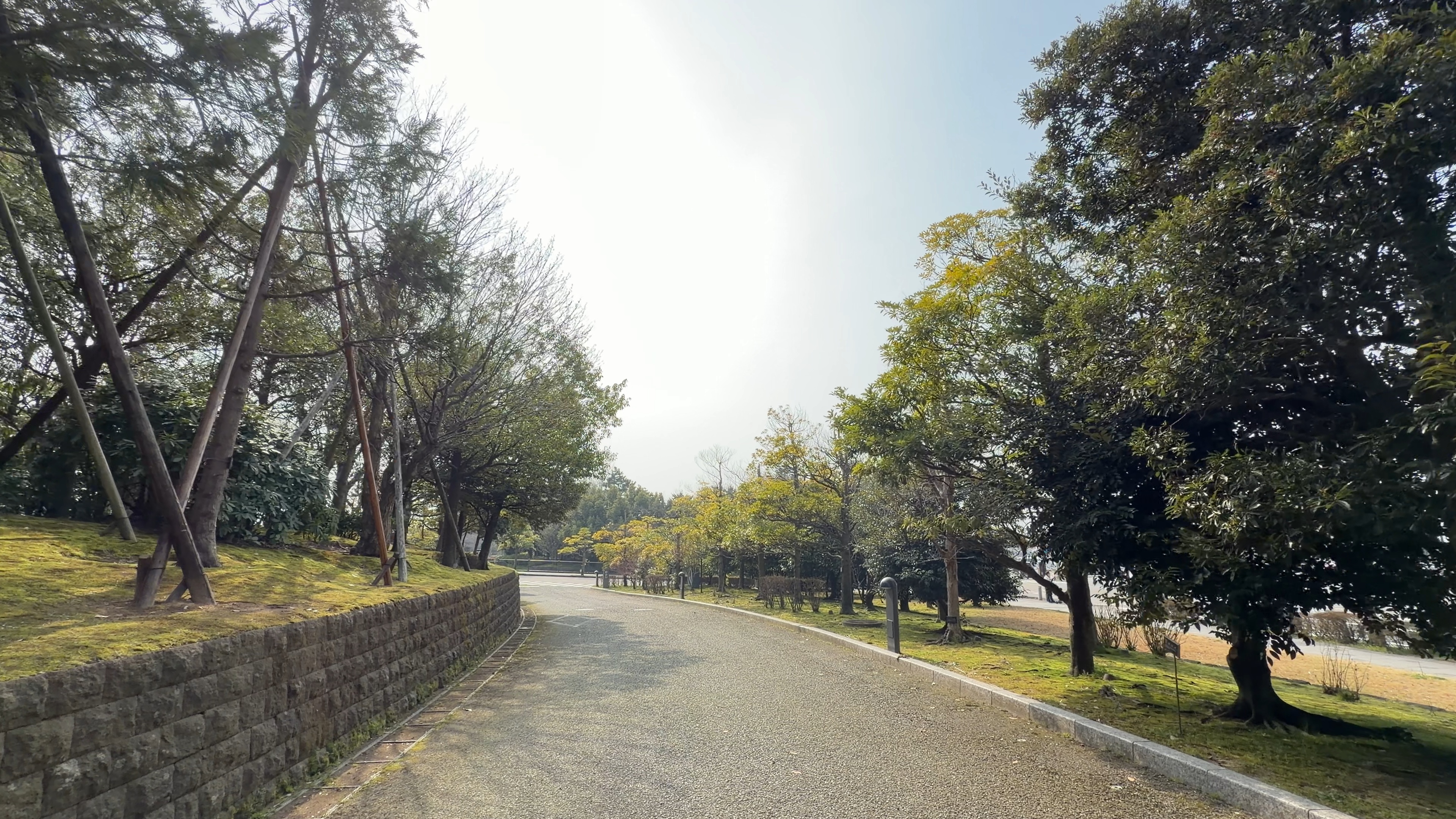 庁舎をつなぐガラスの連絡通路そばの遊歩道、松の木と生垣