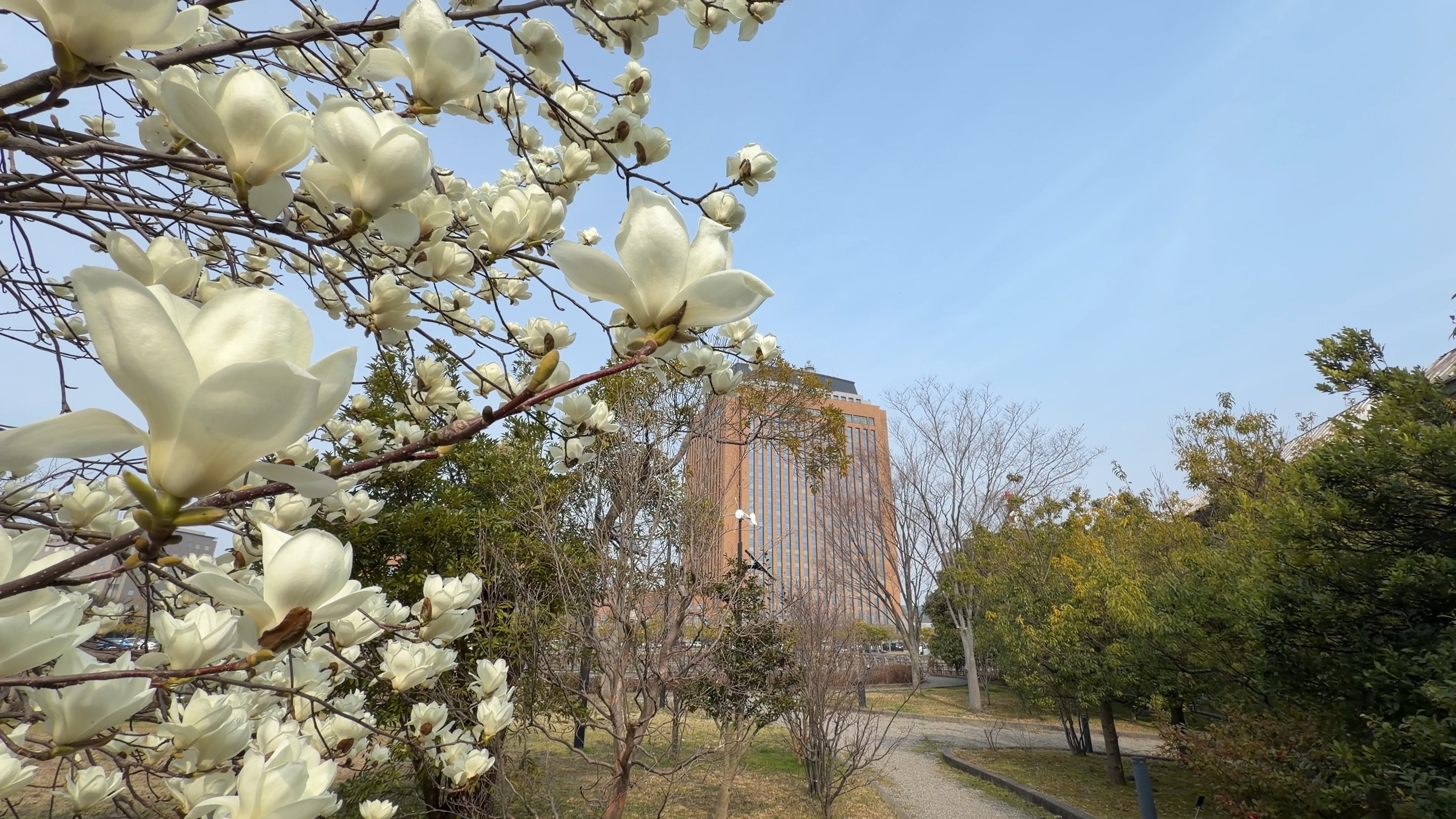 満開のハクモクレンの向こうに見える石川県庁の建物