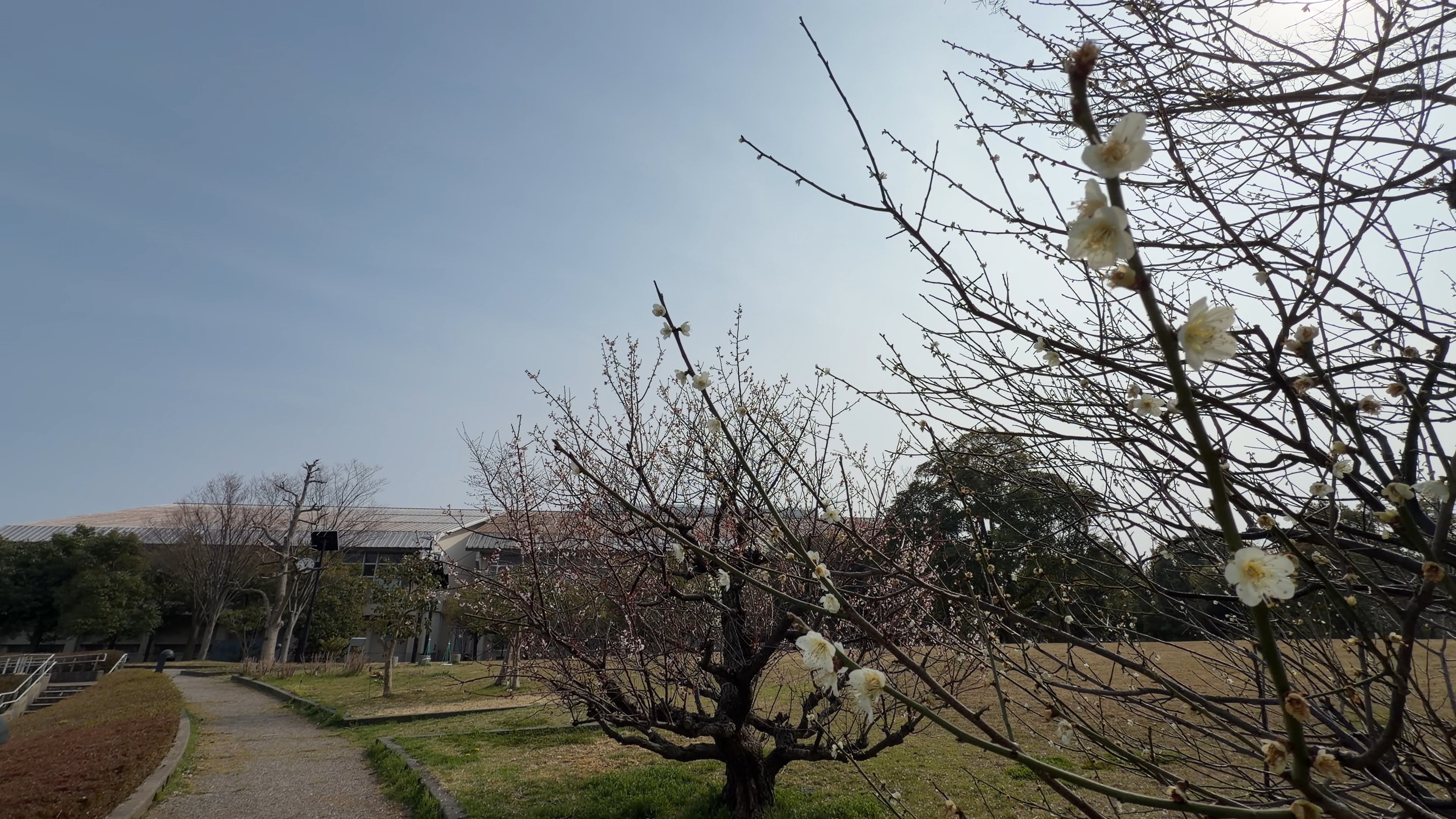 満開の白い梅の花のアップ