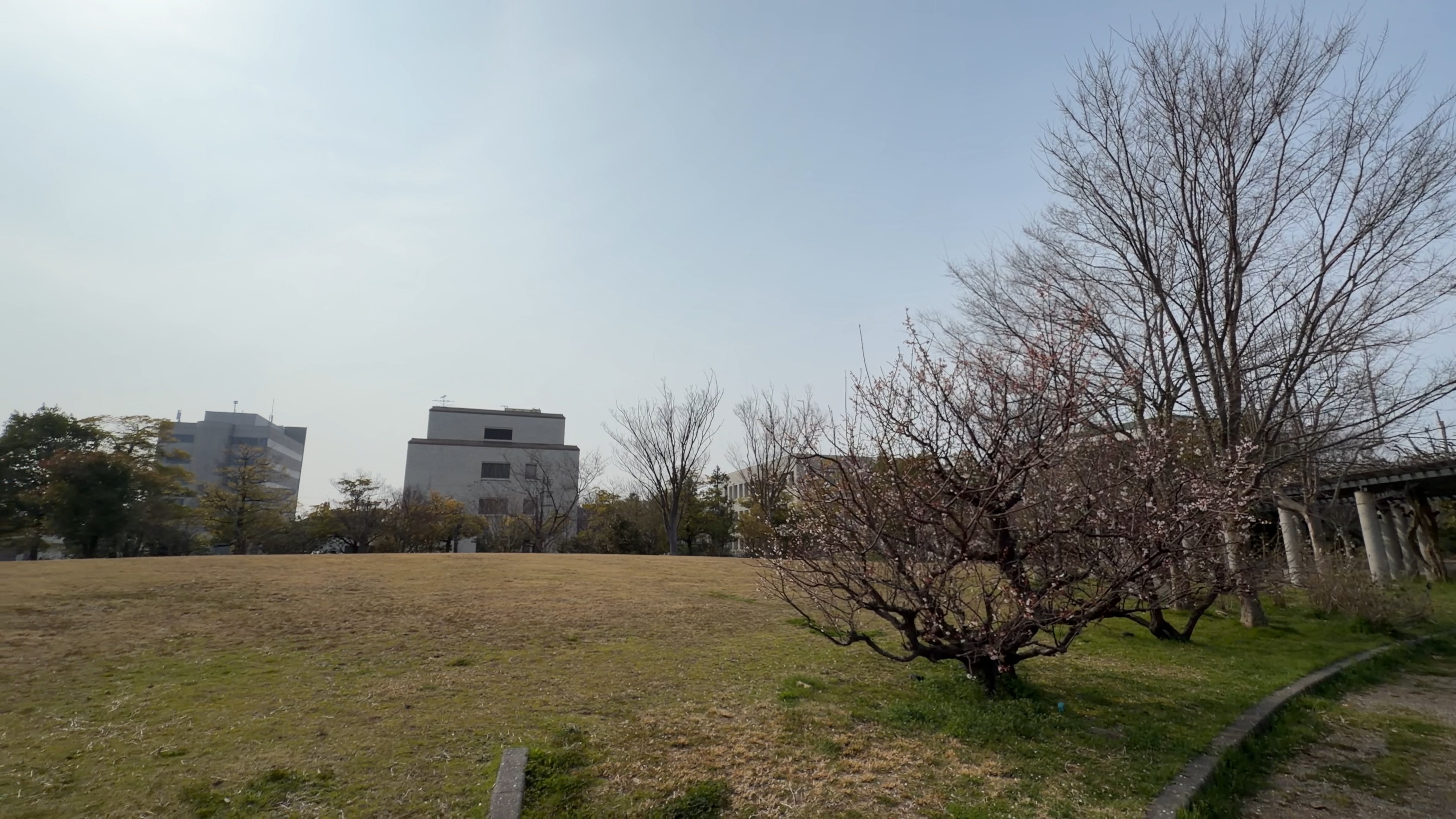 冬枯れの芝生と梅の木、奥に建物