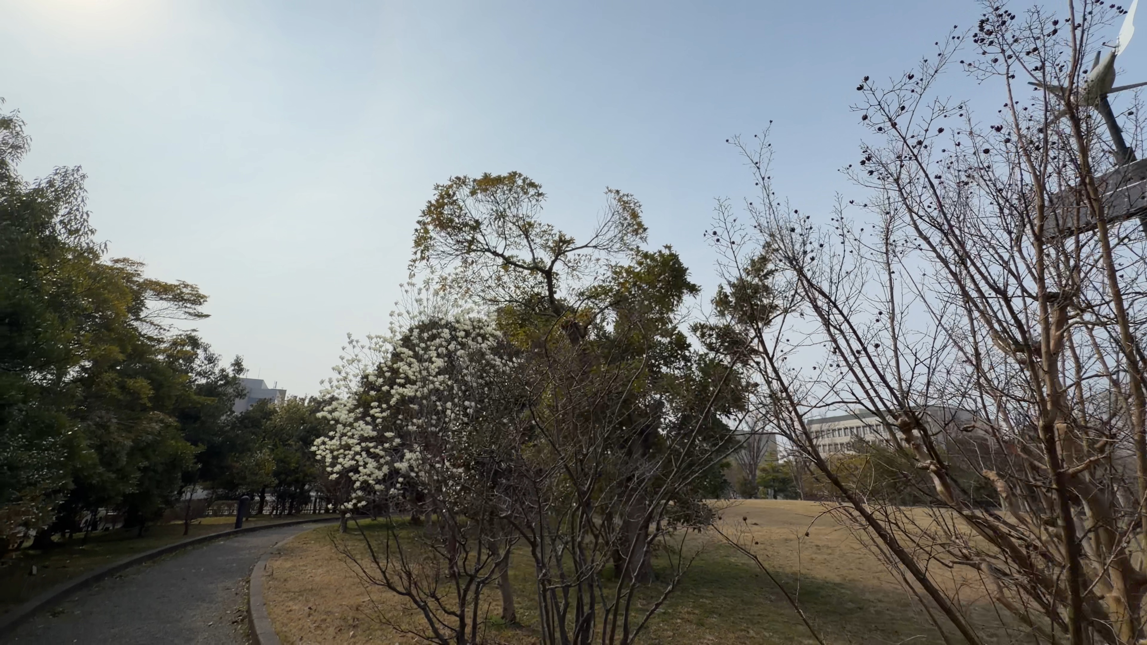 風と太陽で光る照明灯付近の植栽、白い花木