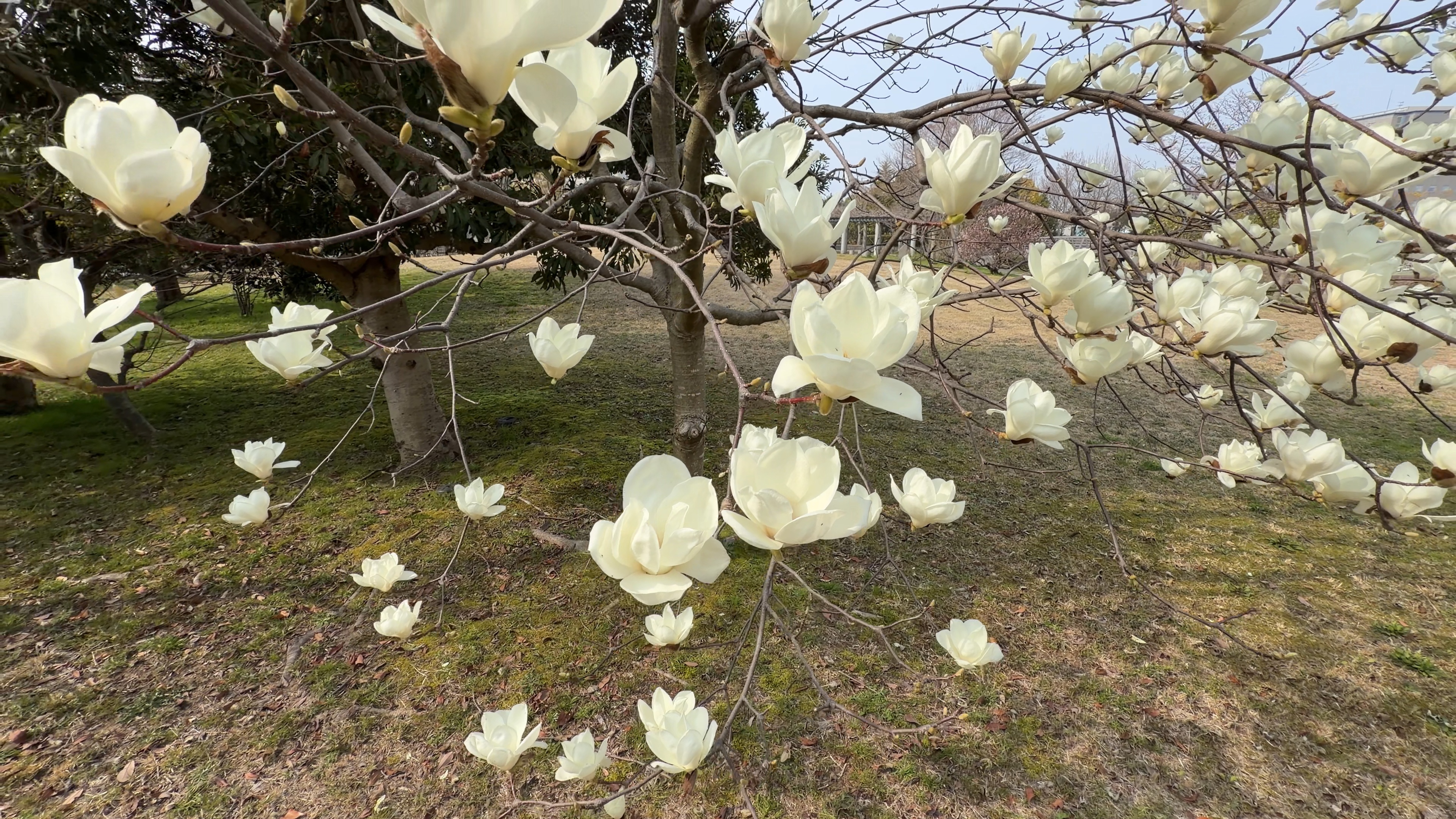 枝いっぱいに咲く真っ白なハクモクレンの花のアップ
