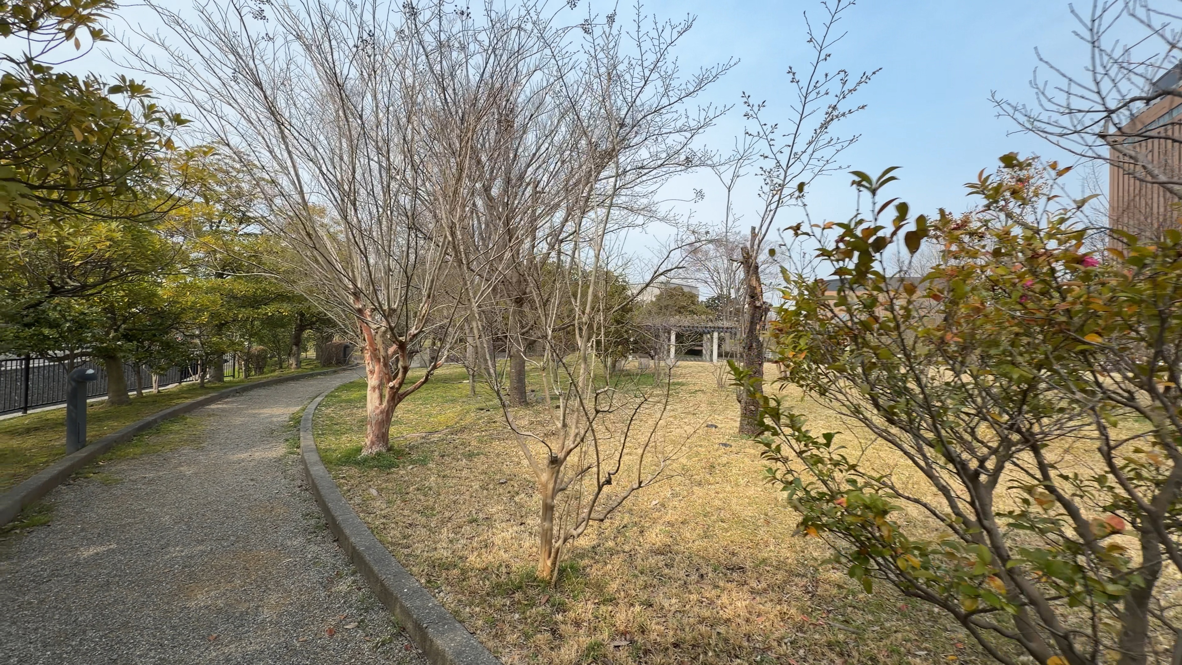つぼみがまだ固い桜と思われる木立、奥にパーゴラ