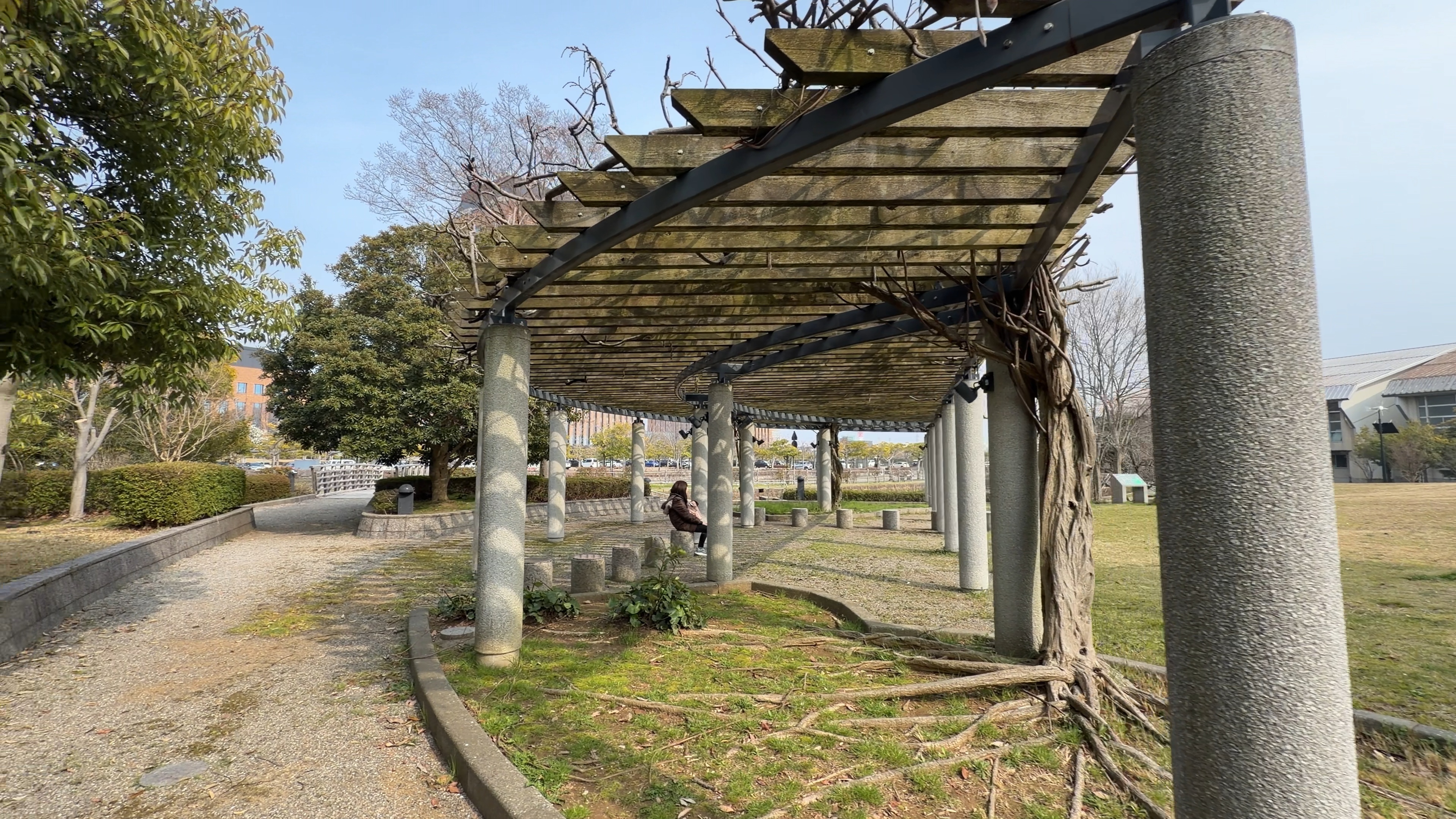 藤棚のパーゴラ、蔓が絡んだ石柱の通路