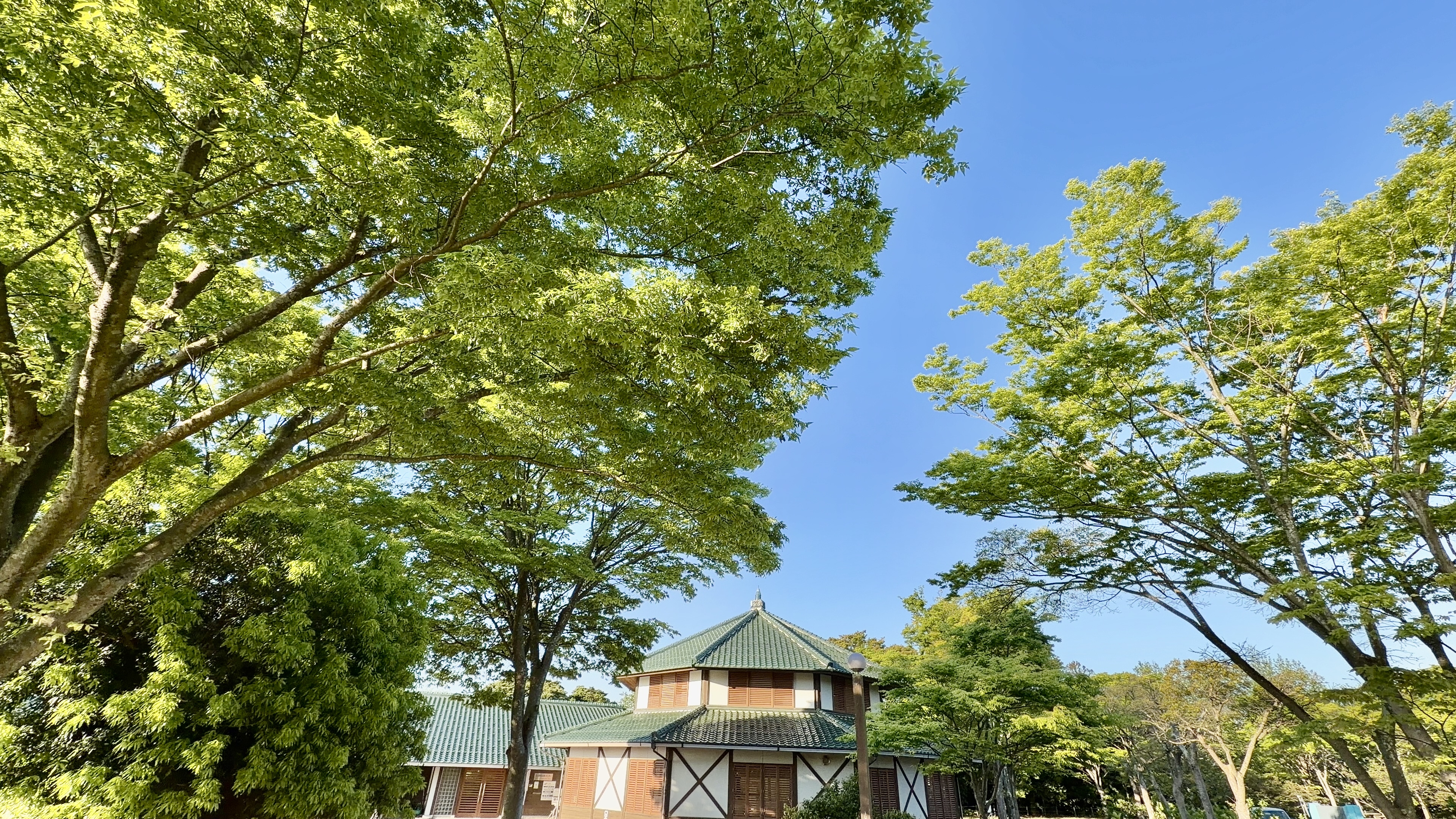 新緑の中を歩くたろー