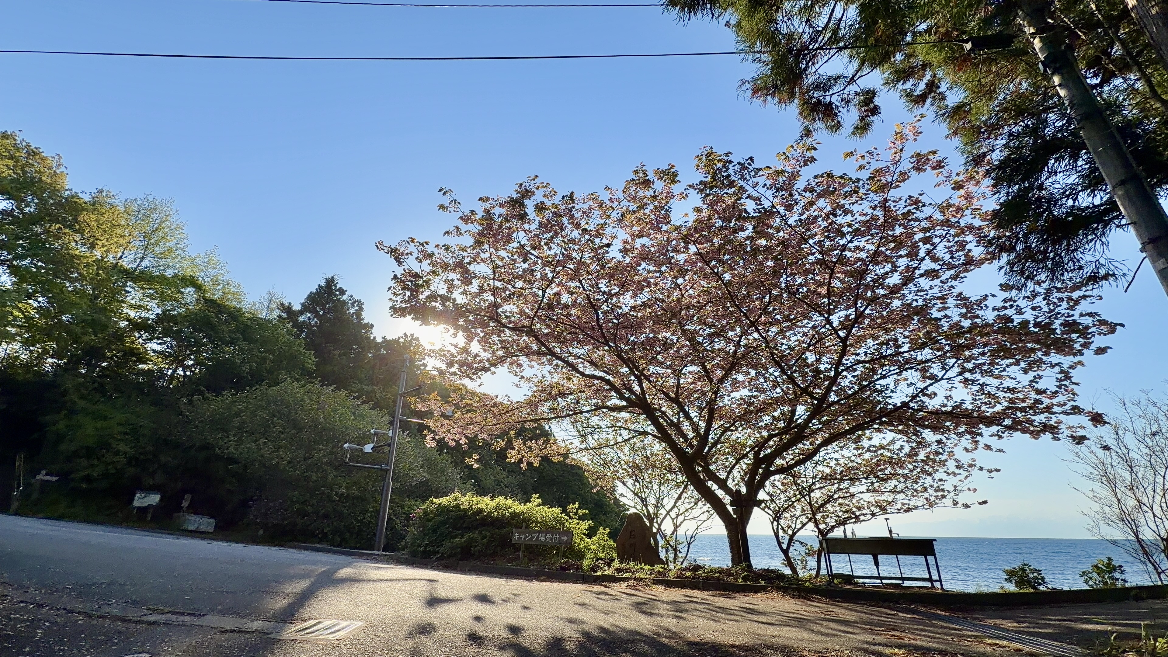 まだ残る八重桜と散歩道