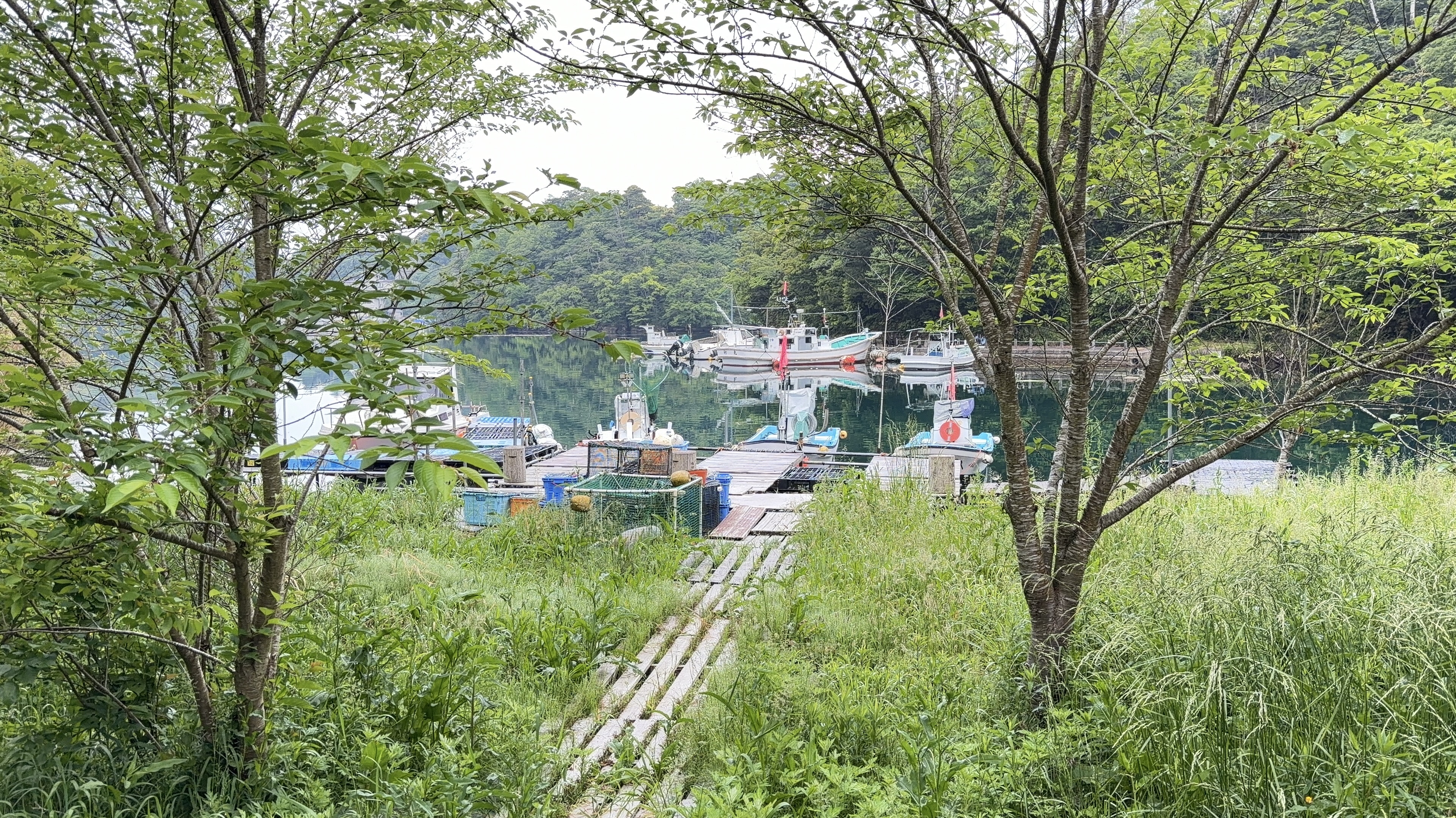 草の間から見える漁船が並ぶ入り江