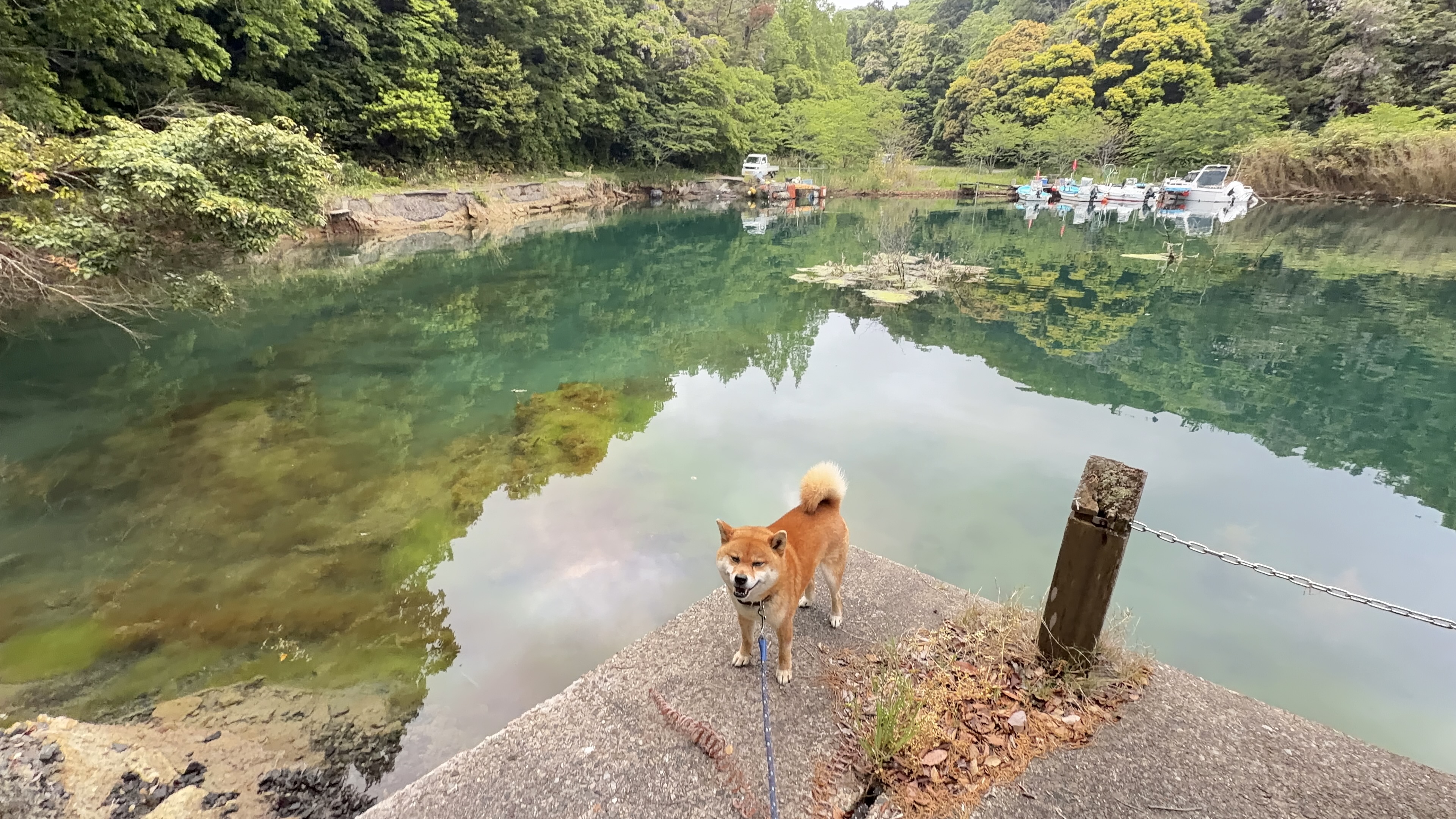 水辺の桟橋に立つたろー、鏡の水面