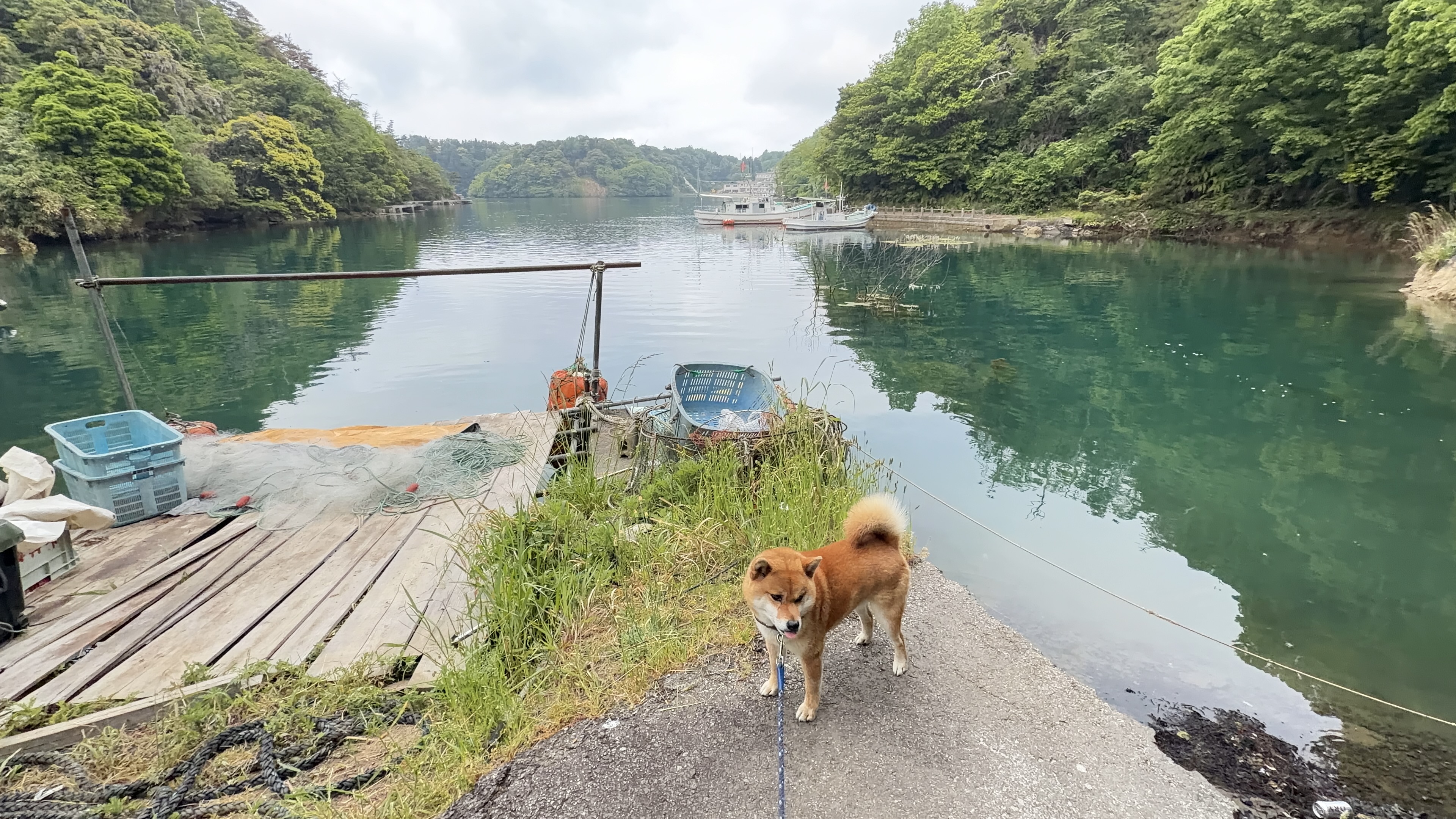 漁港の桟橋でたろーと九十九湾