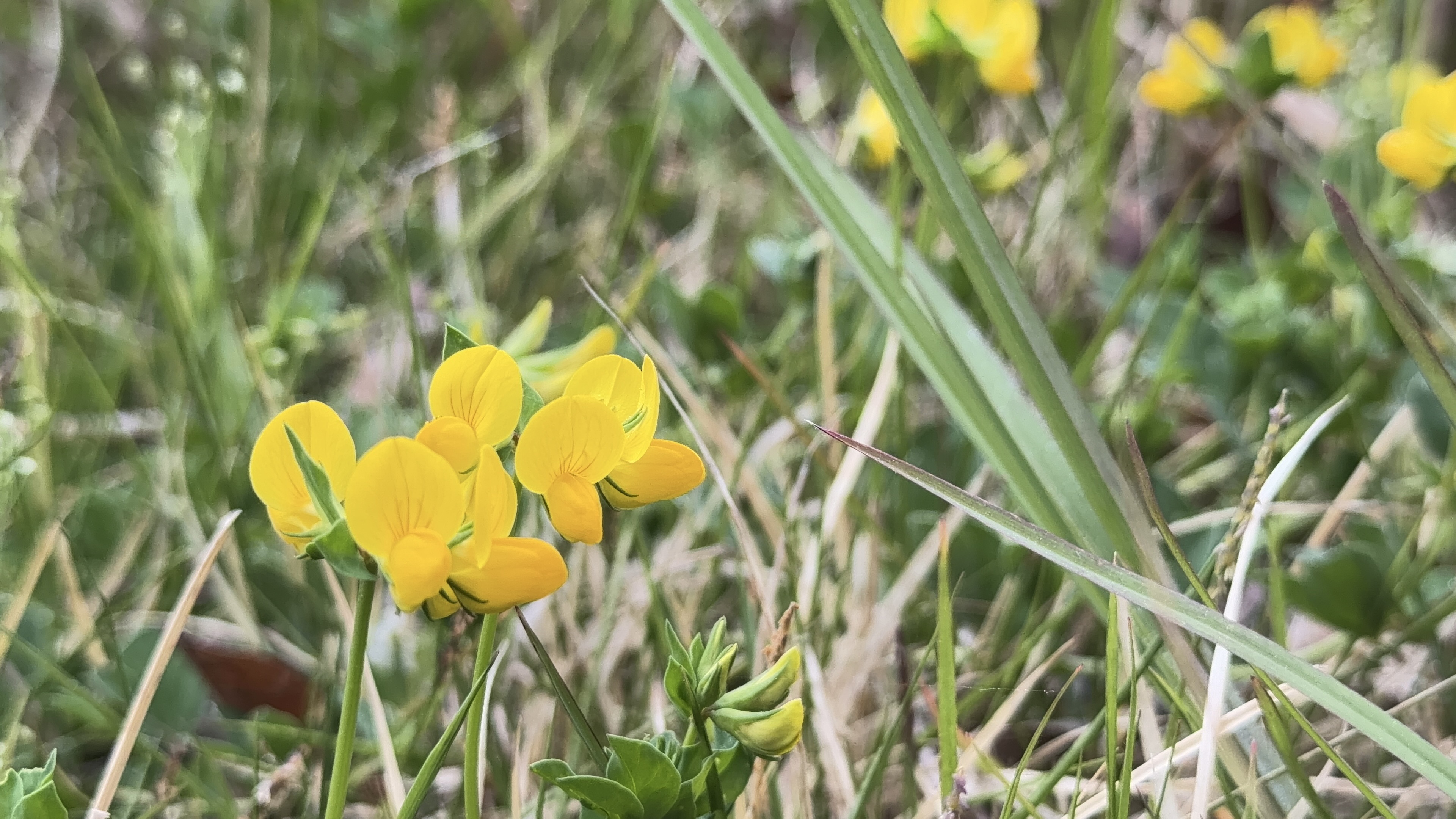散歩道に咲く黄色い小さな花