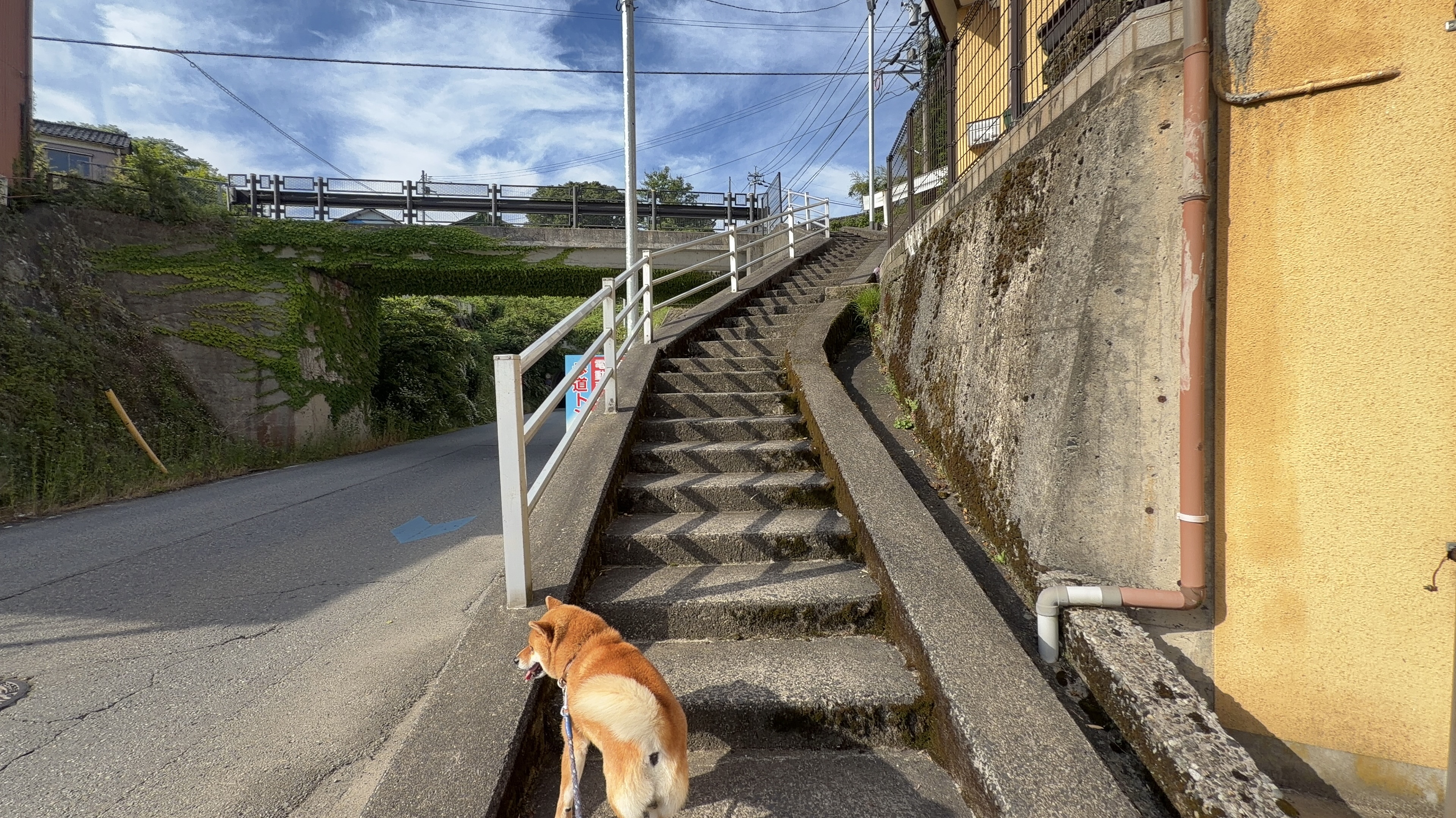 たろーと大黒橋への階段