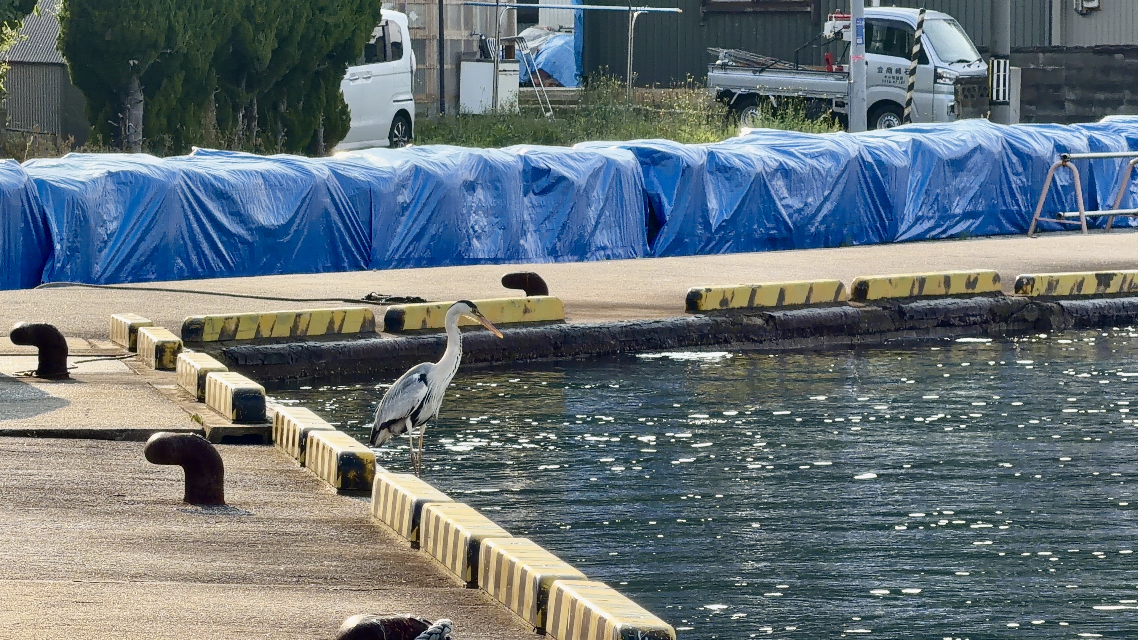 サギが定位置に・帰路
