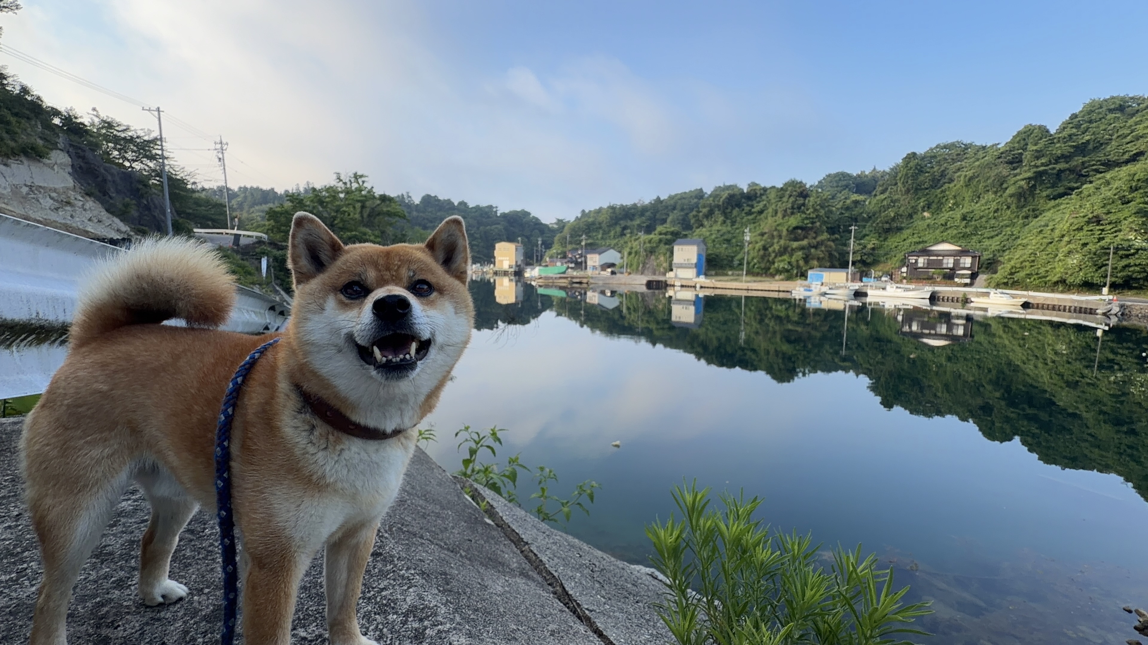たろーと鏡のように穏やかな奈古浦の九十九湾