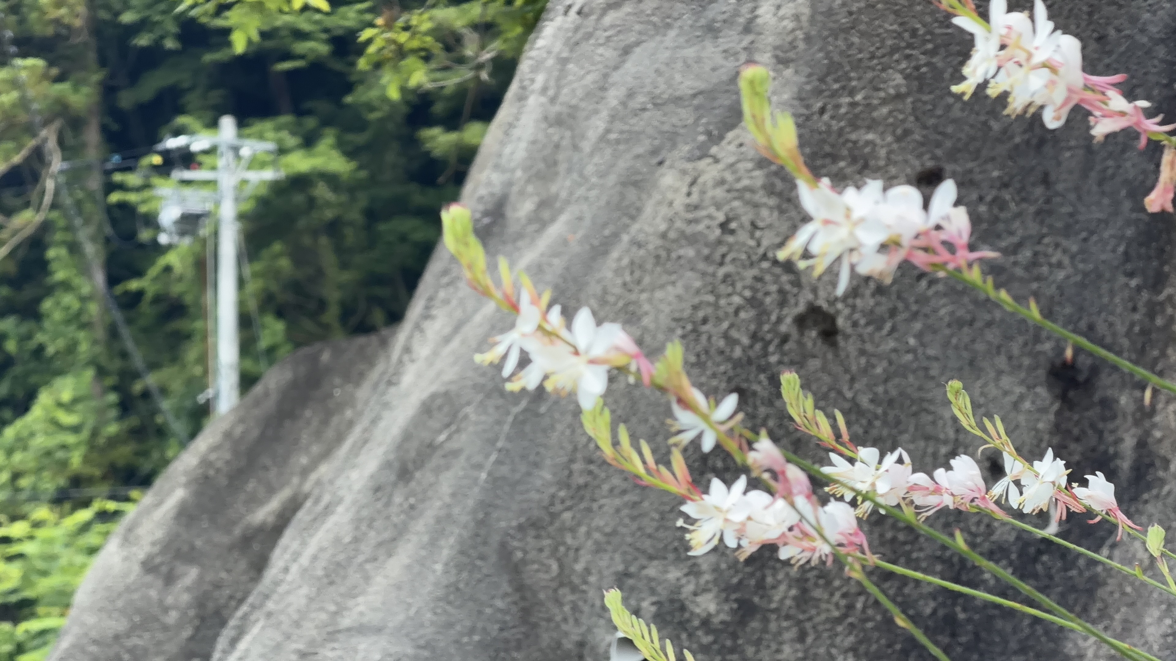 岩場に咲く白い小さな花