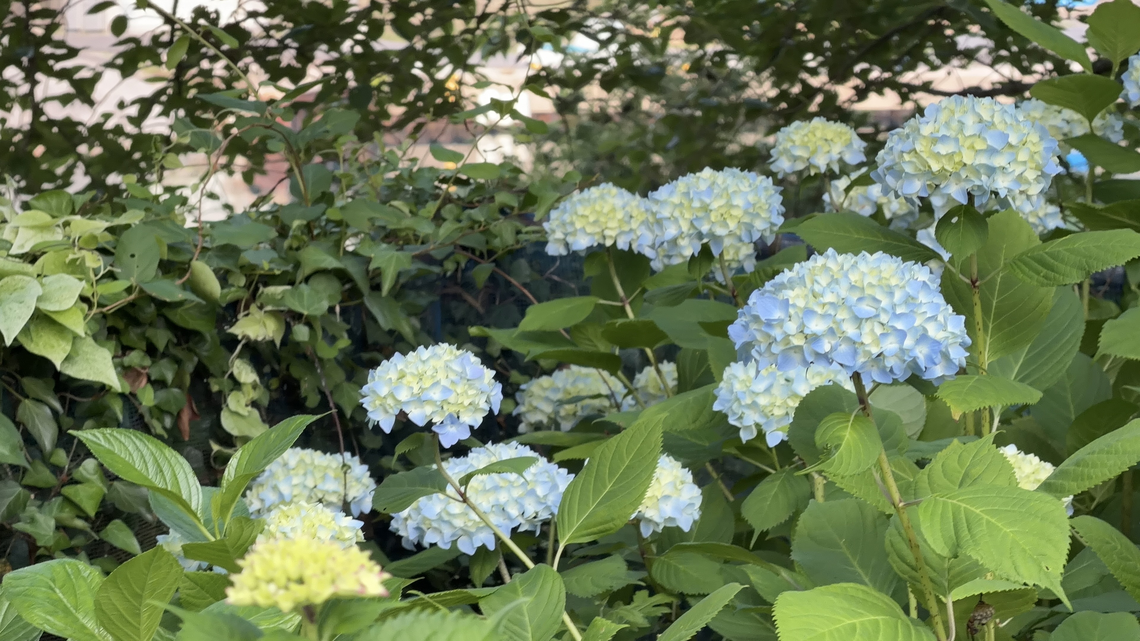 咲きはじめの薄い青色の紫陽花