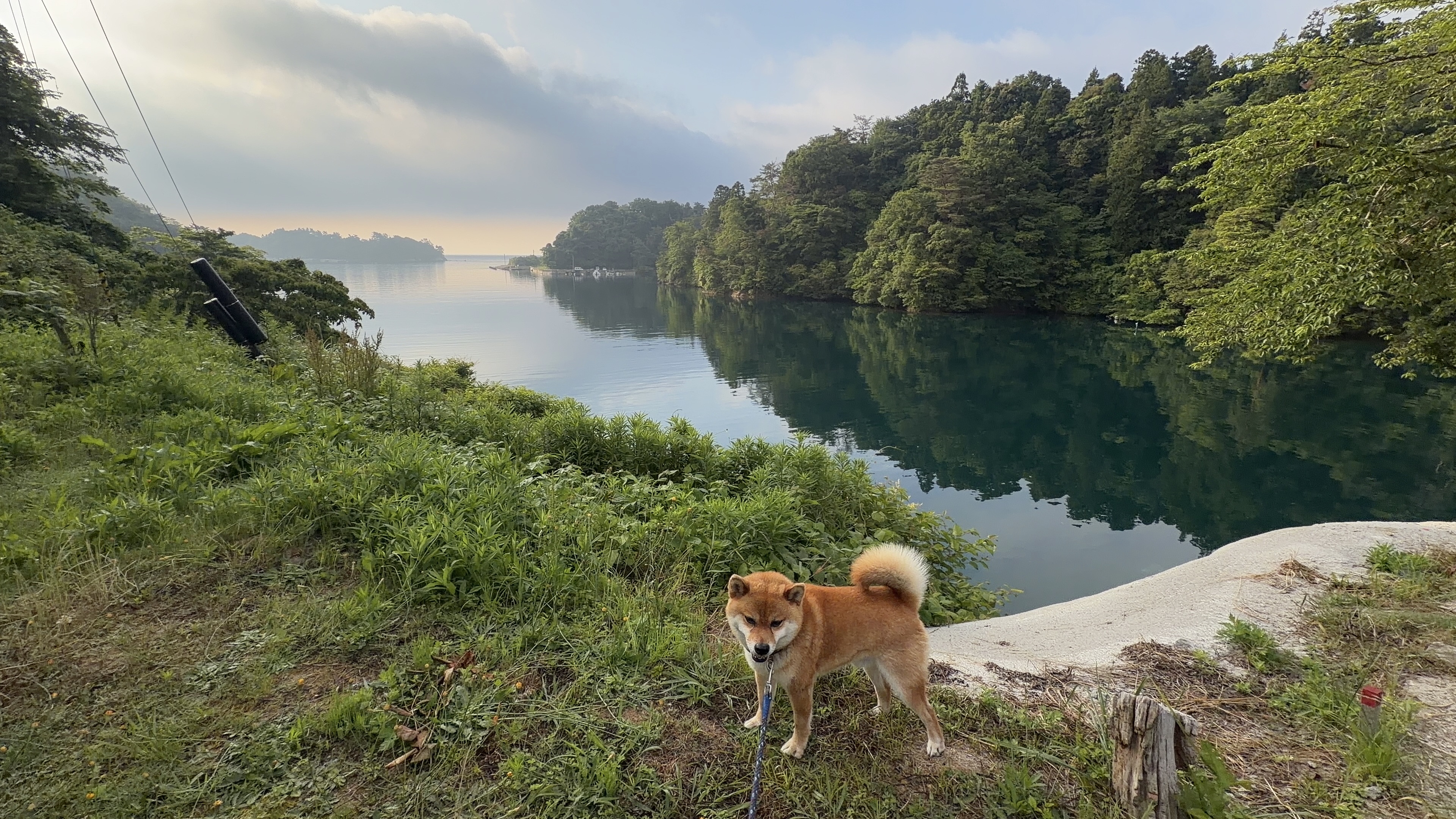草地に立つたろーさんと靄がかった九十九湾
