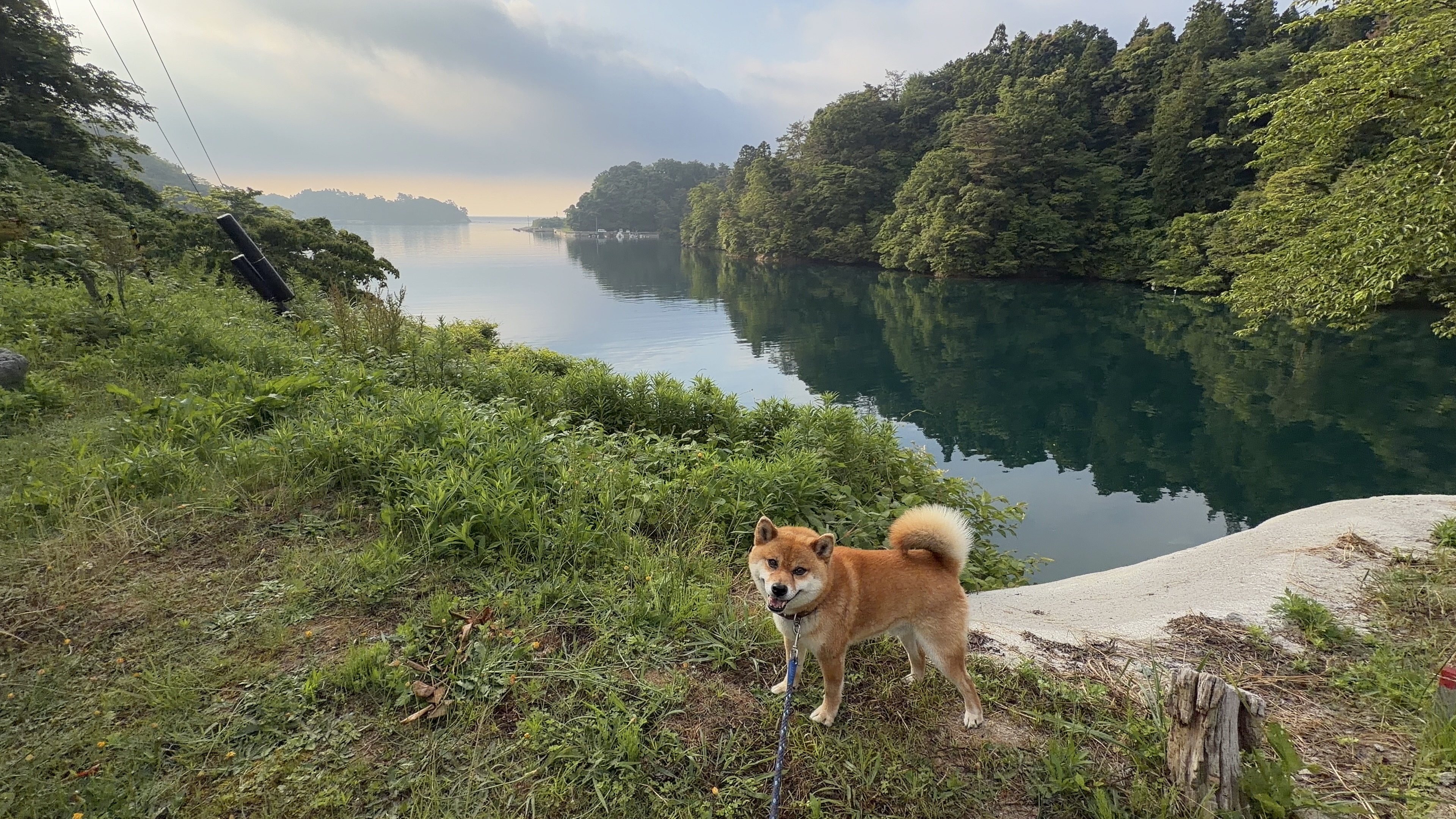 たろーさんと幻想的な朝の九十九湾