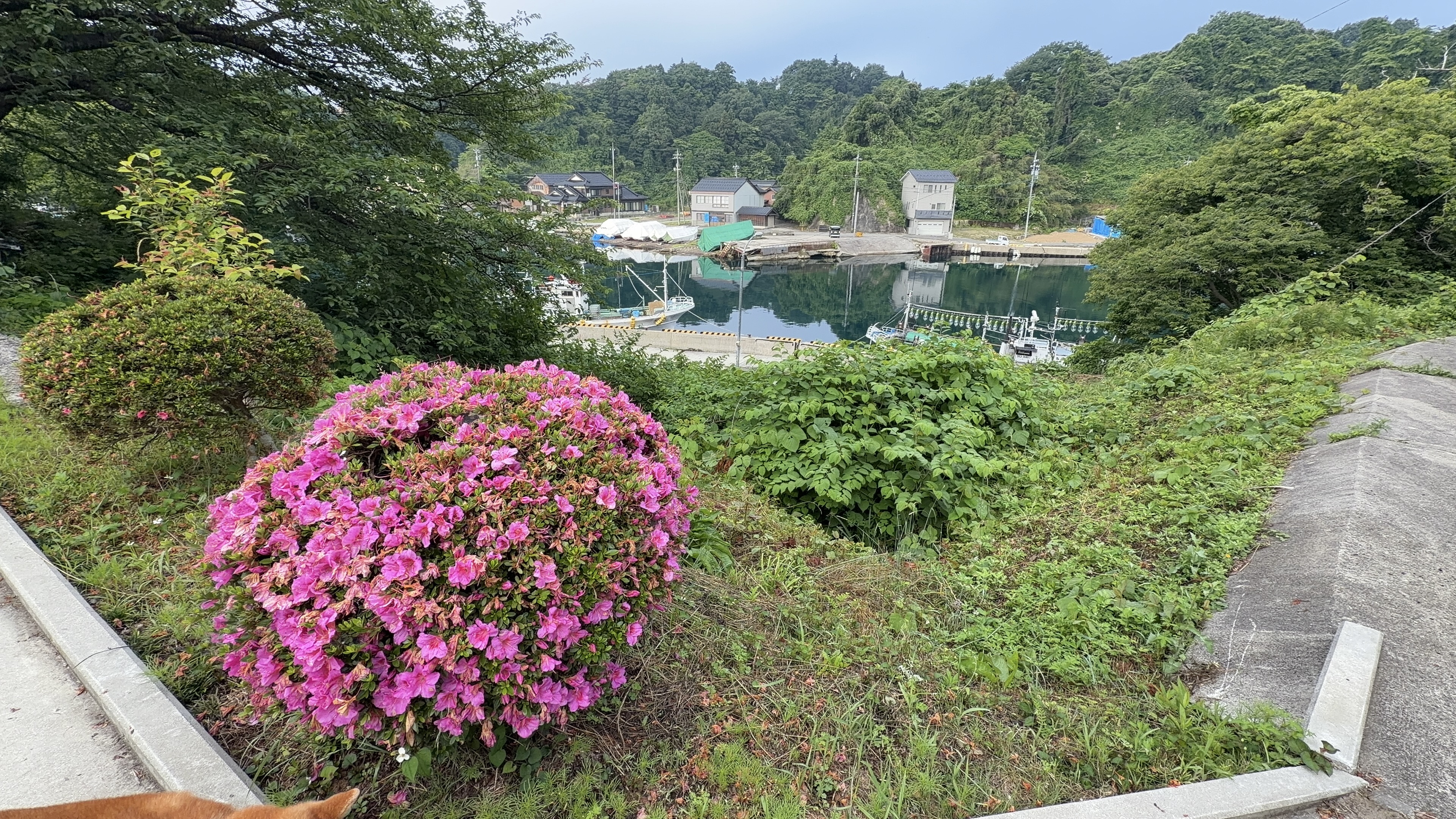ピンクのツツジ越しに見下ろす港と九十九湾