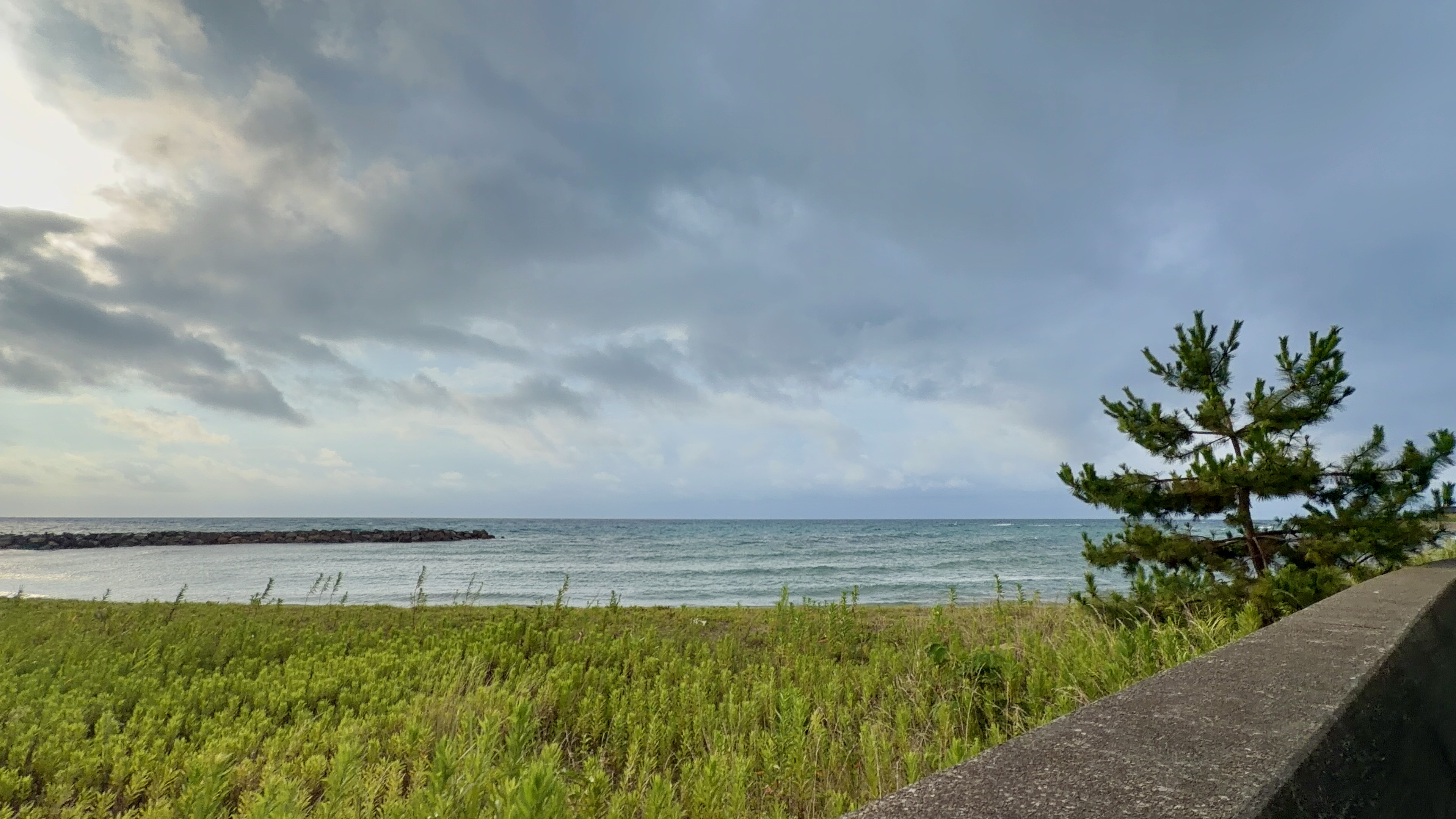 松の木ごしに見える荒れぎみの海と防波堤
