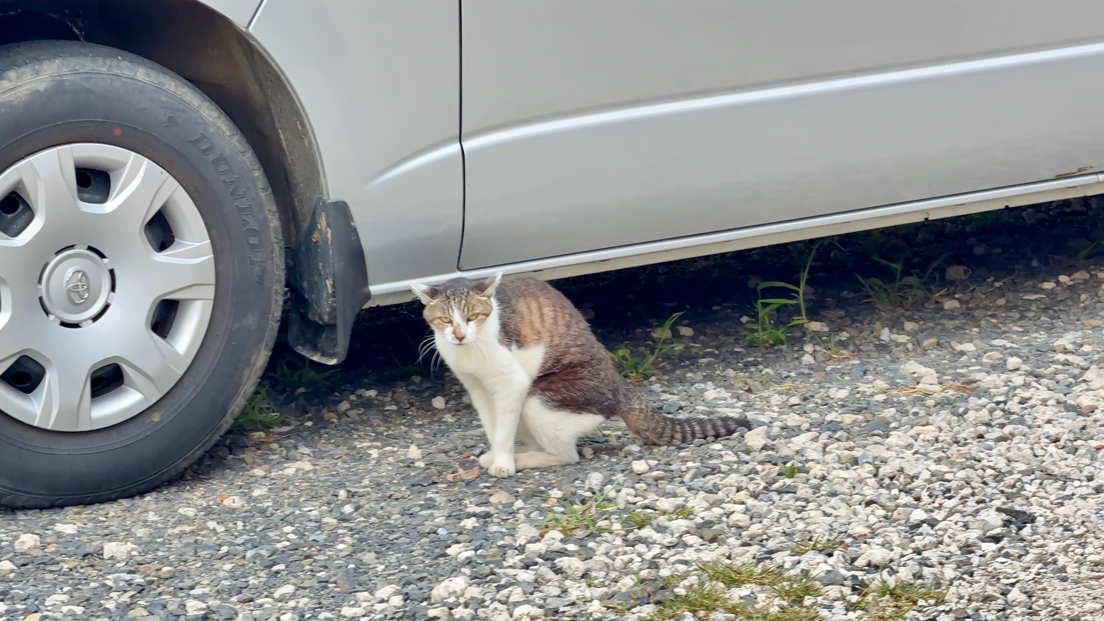 車の下からこちらを見る白と茶色のネコ