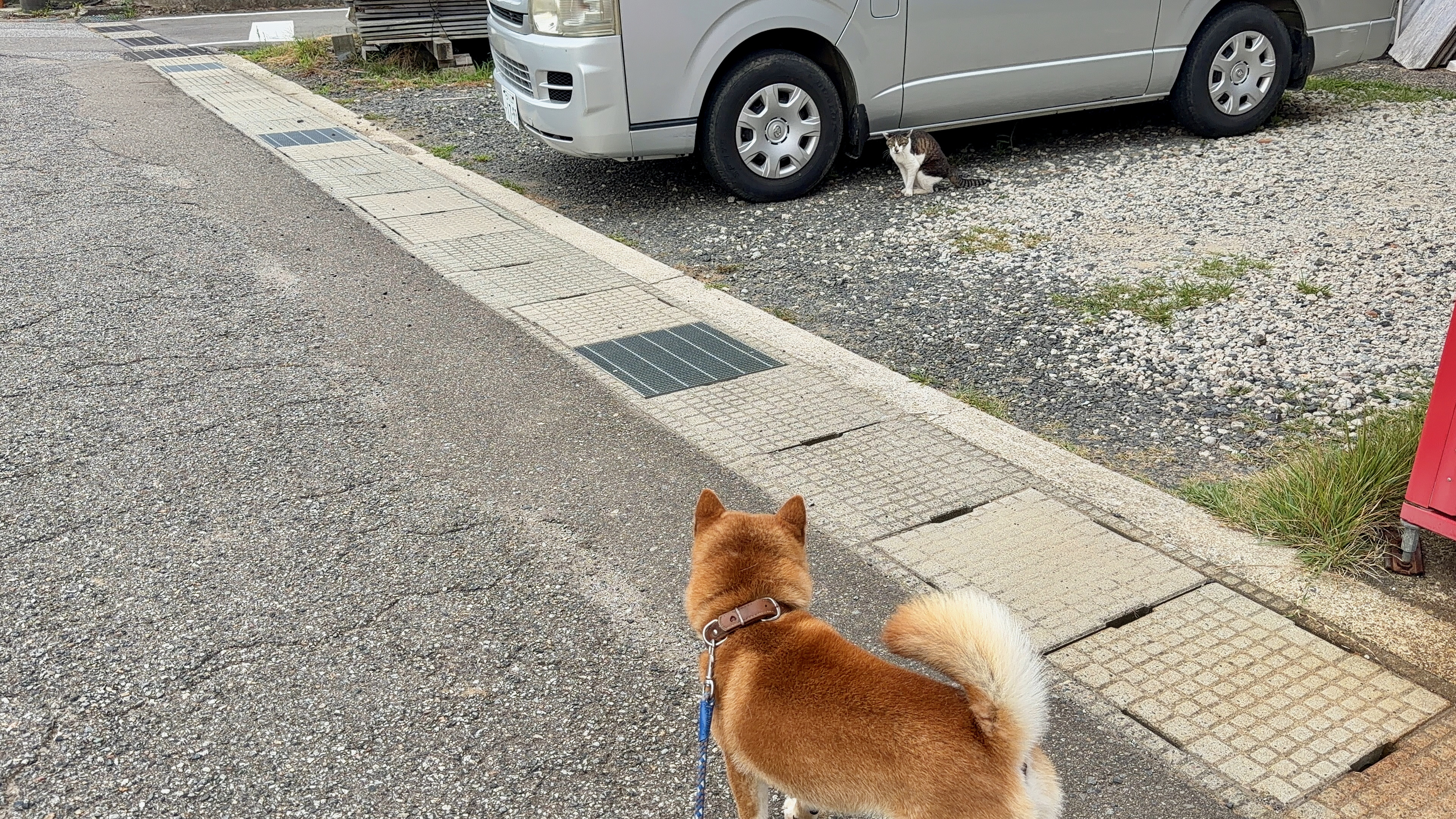 車のかげのネコに向かって歩くたろーさんのうしろ姿