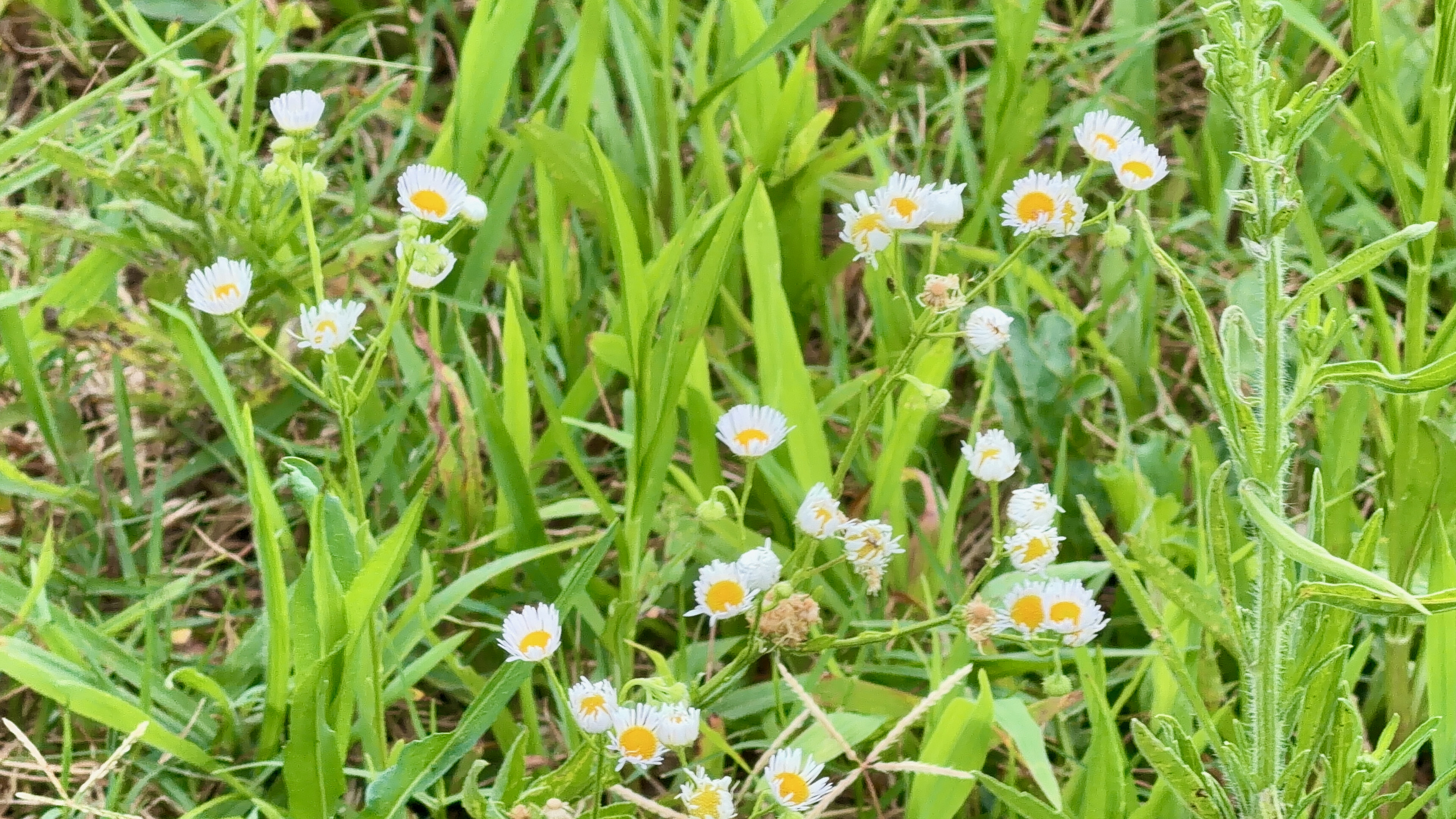 草むらに咲く小さな白い花の群れ