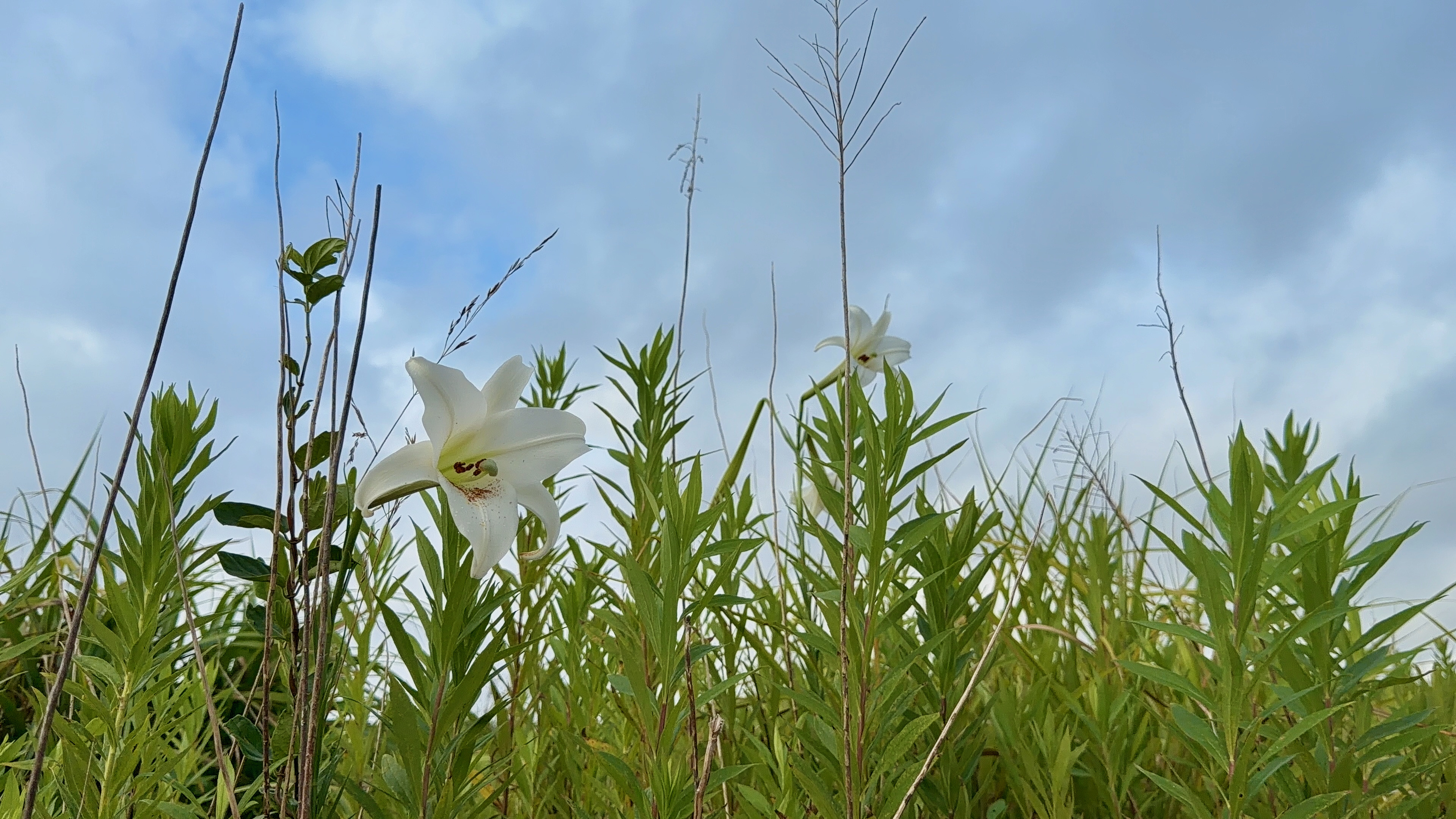草むらの中に咲く白いユリの花、背景は曇り空