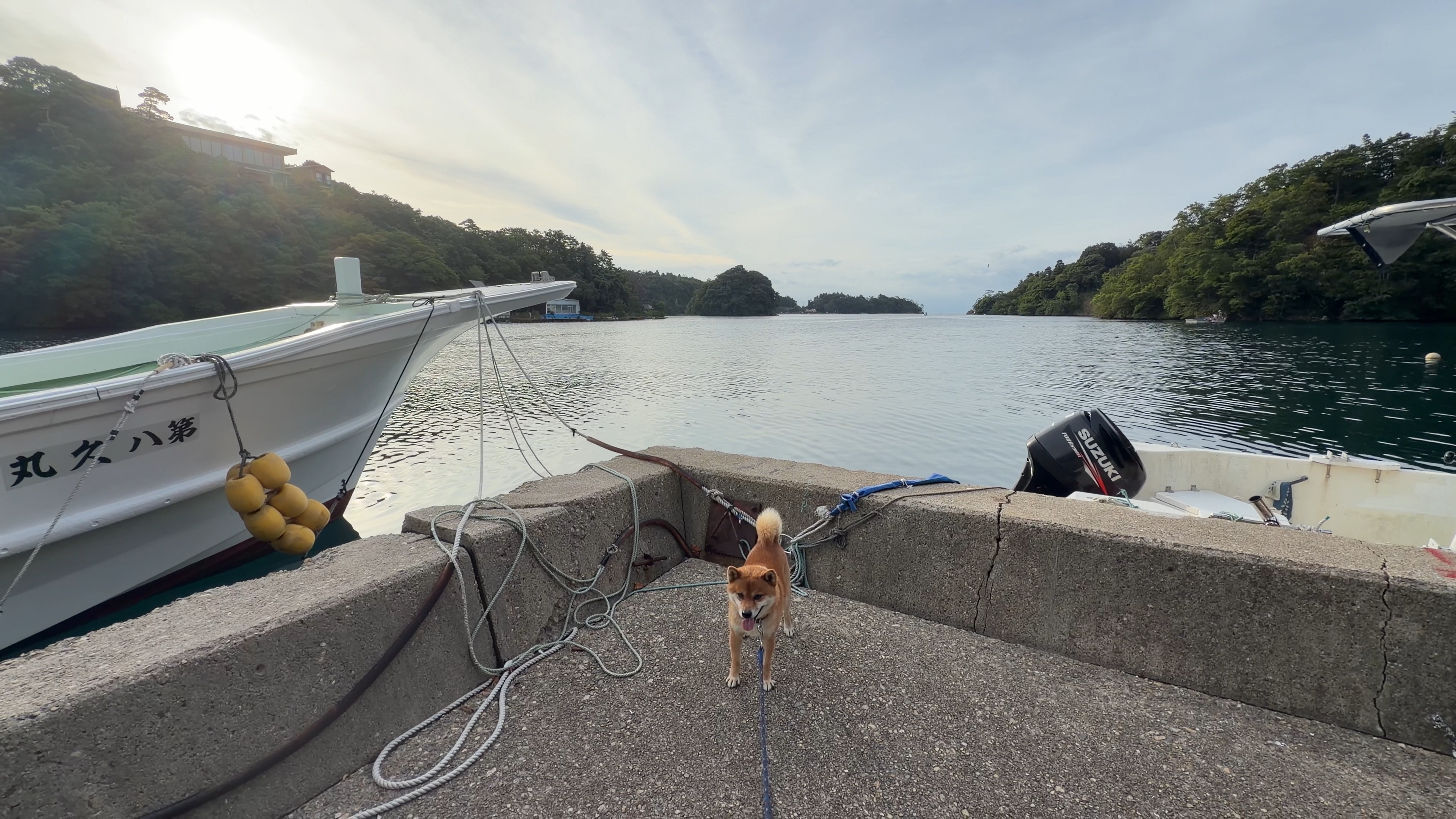 岸壁の上で舌を出してひと休みするたろーさん、背後には漁船と九十九湾