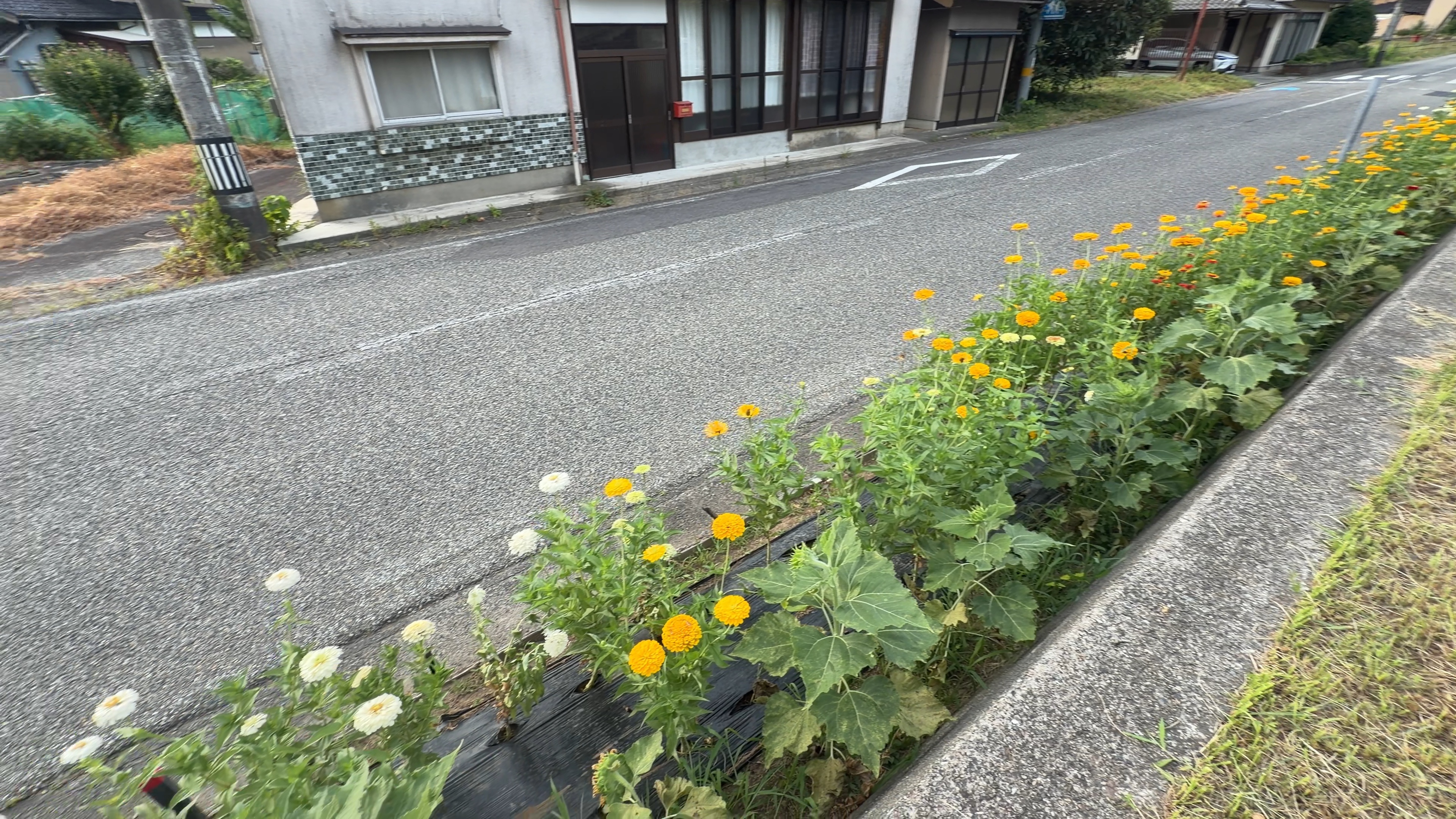 道ばたに一列に咲く、白・黄・赤の色とりどりの花壇