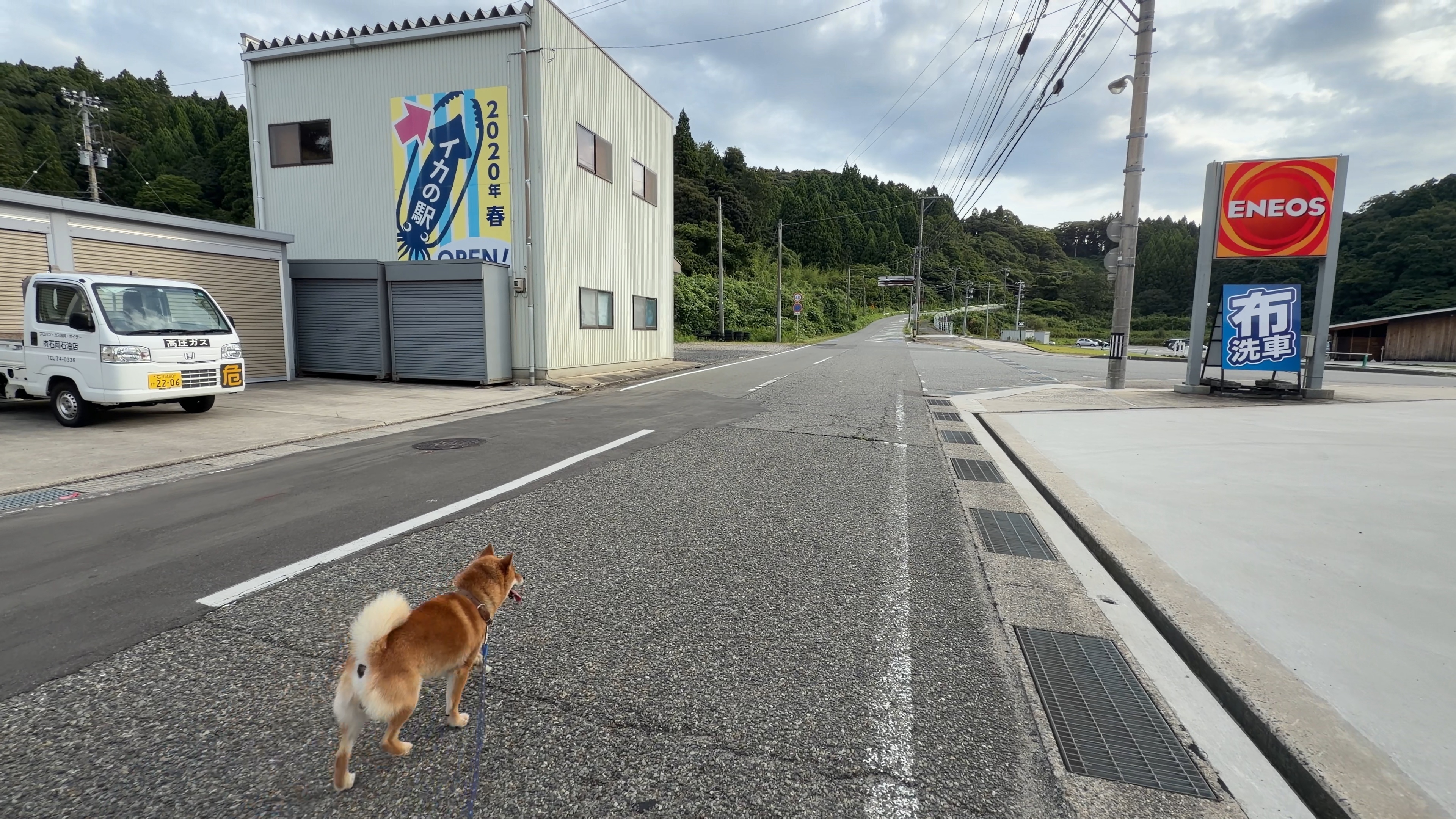 朝日の中、イカの駅つくモールとイカキングが見えてくる道、たろーさんの後ろ姿