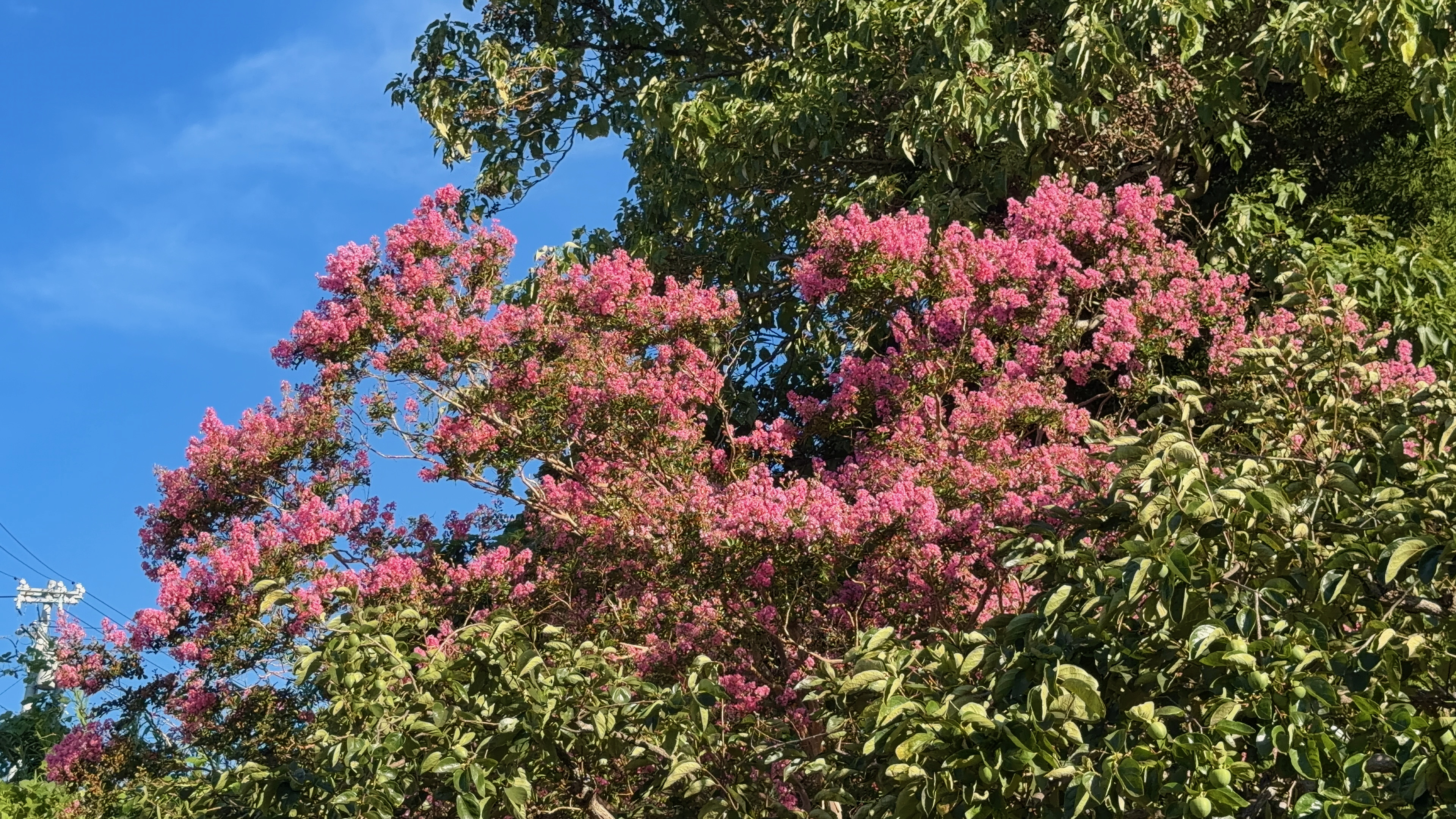 青空に映えるピンク色の花