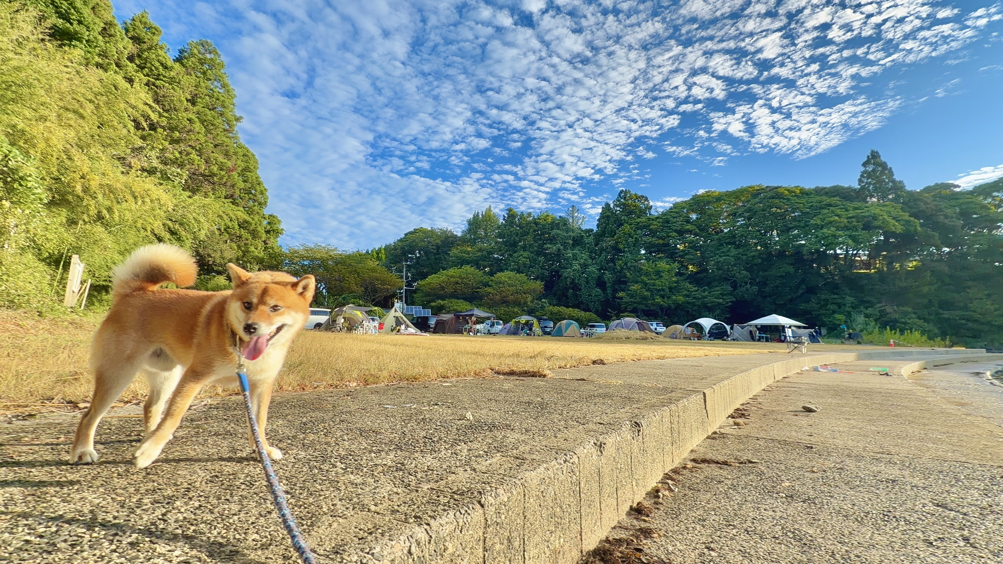 にぎわうキャンプ場を背に、しっぽフリフリで振り返るたろーさん