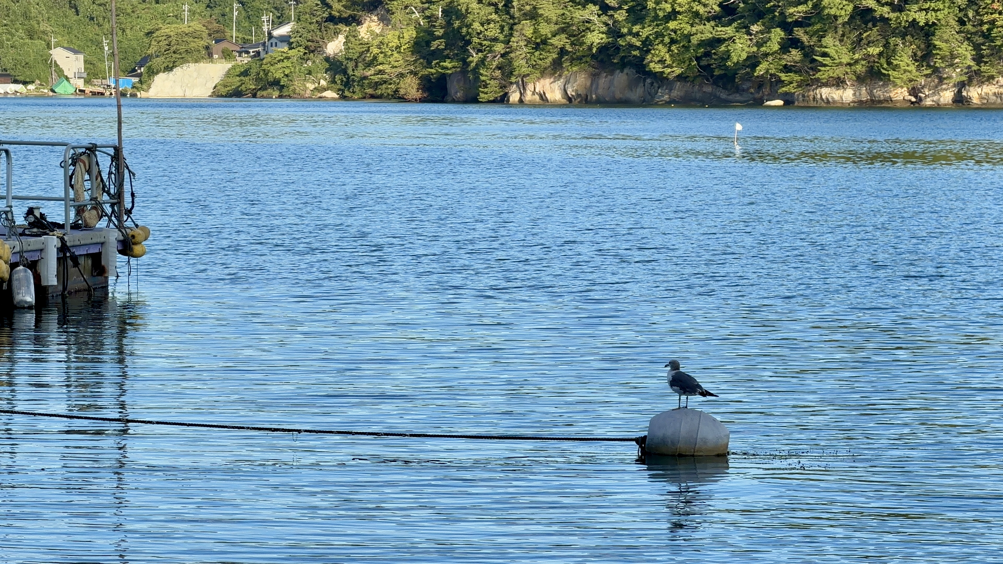 係留ブイの上にちょこんと立つ海鳥