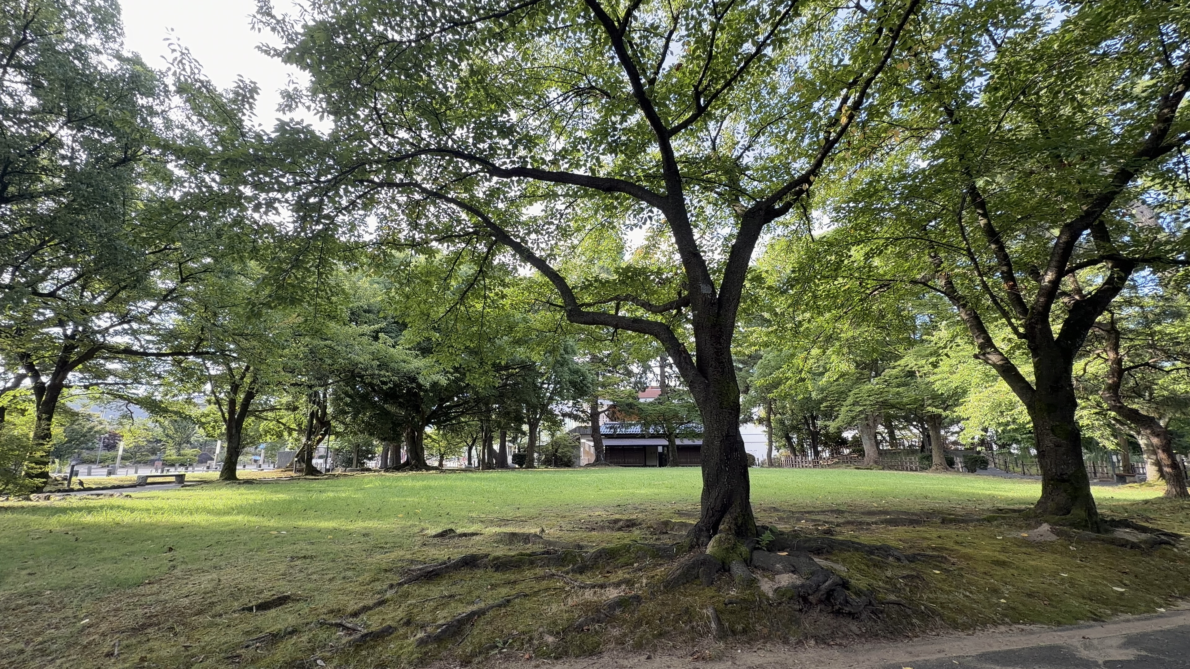 芝生の広場、大きな木の下、奥に瓦屋根の建物と木立