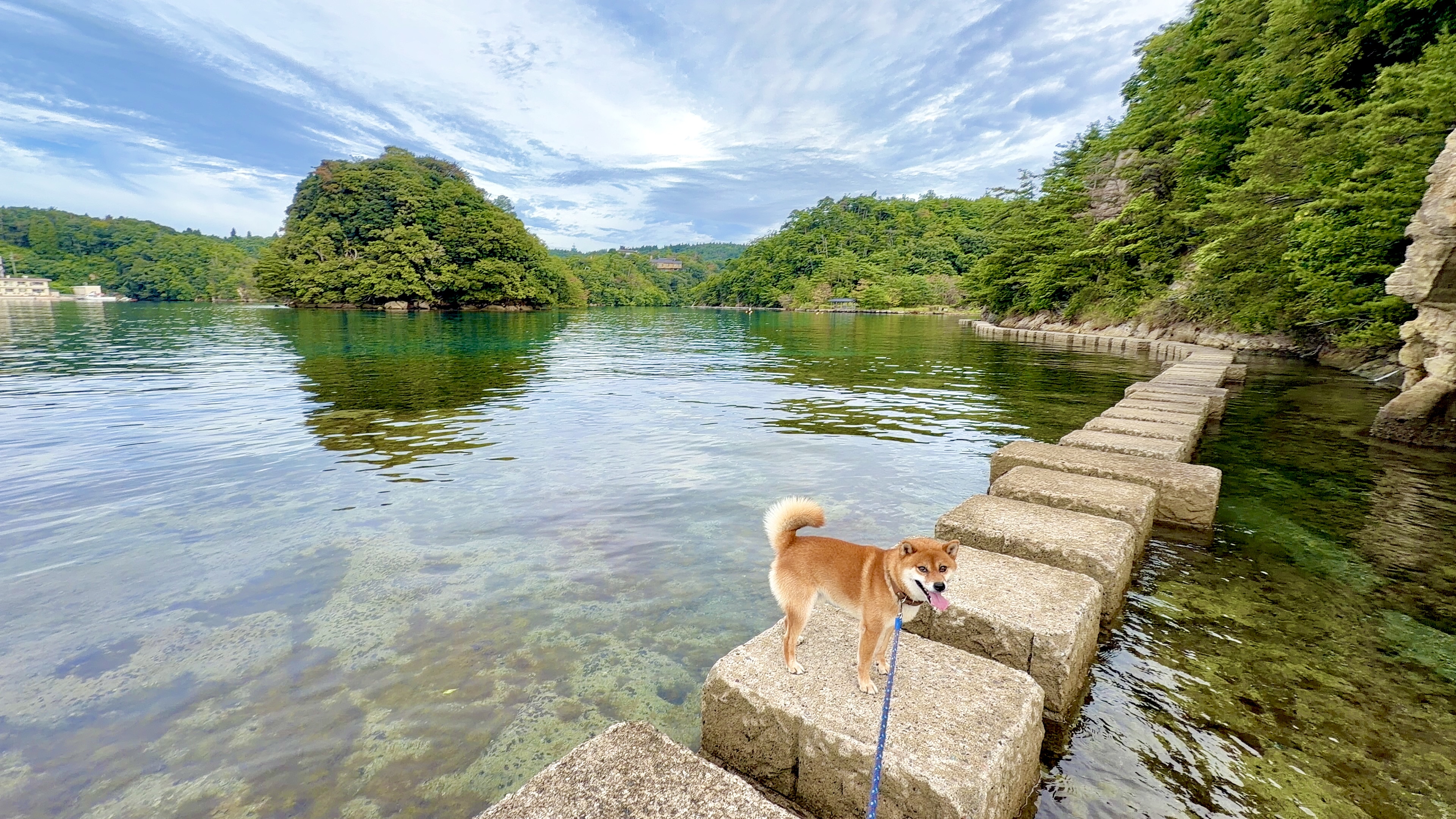 飛び石の上でしっぽフリフリ、蓬莱島を背にふり返るたろーさん