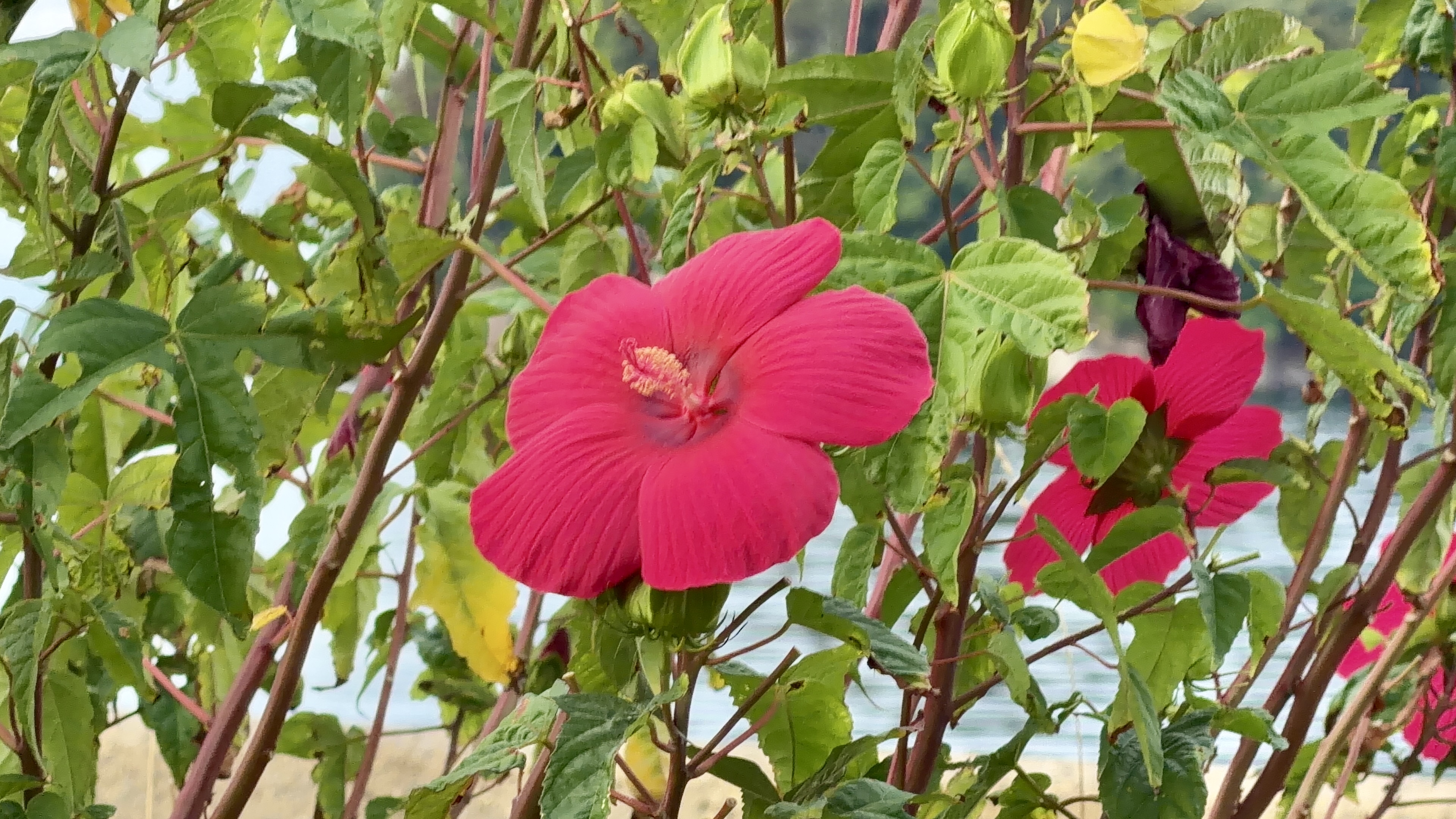 九十九湾沿いに咲くピンクの花