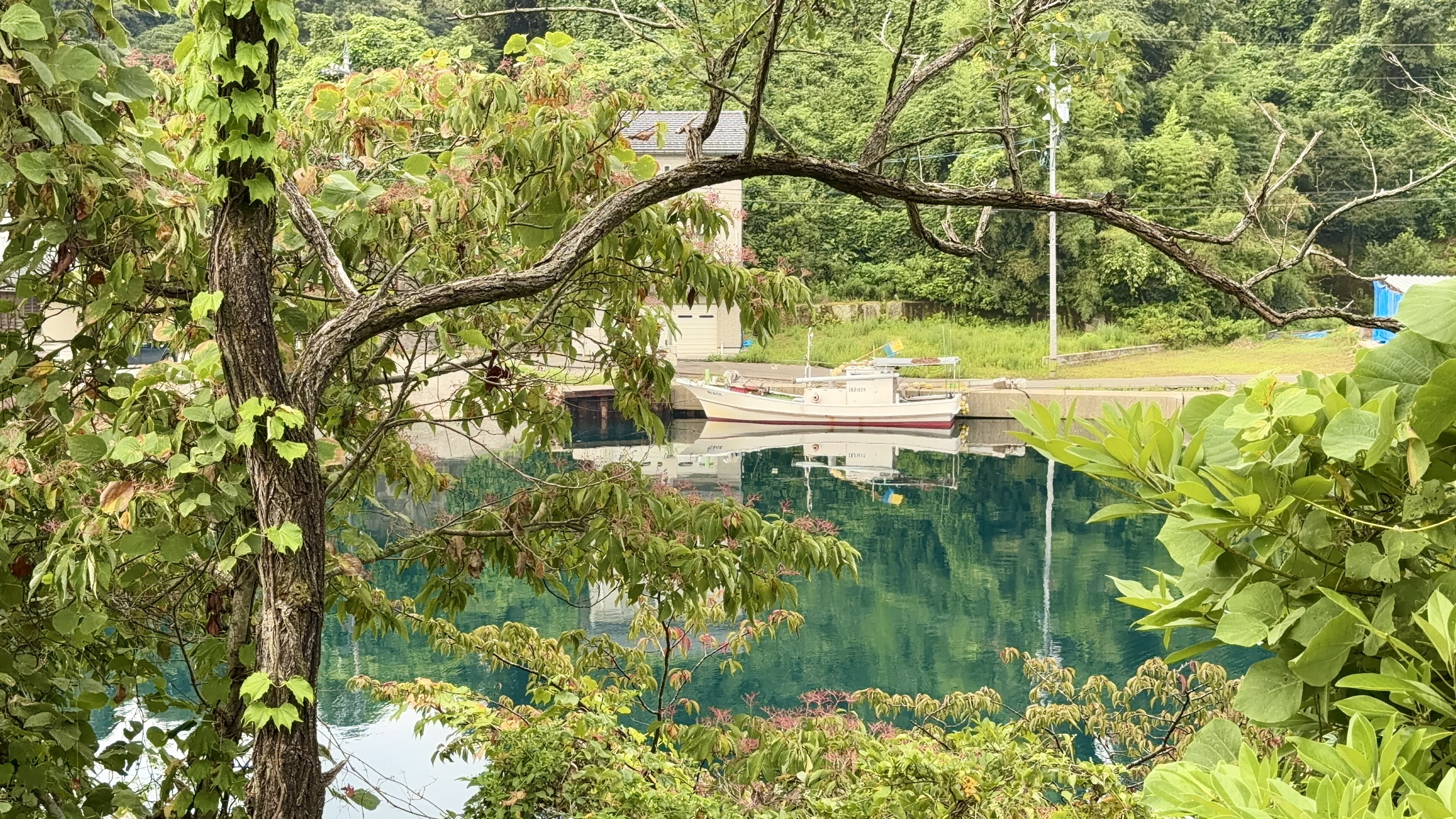 枝越しに見える船小屋と小さな船、額縁のような眺め