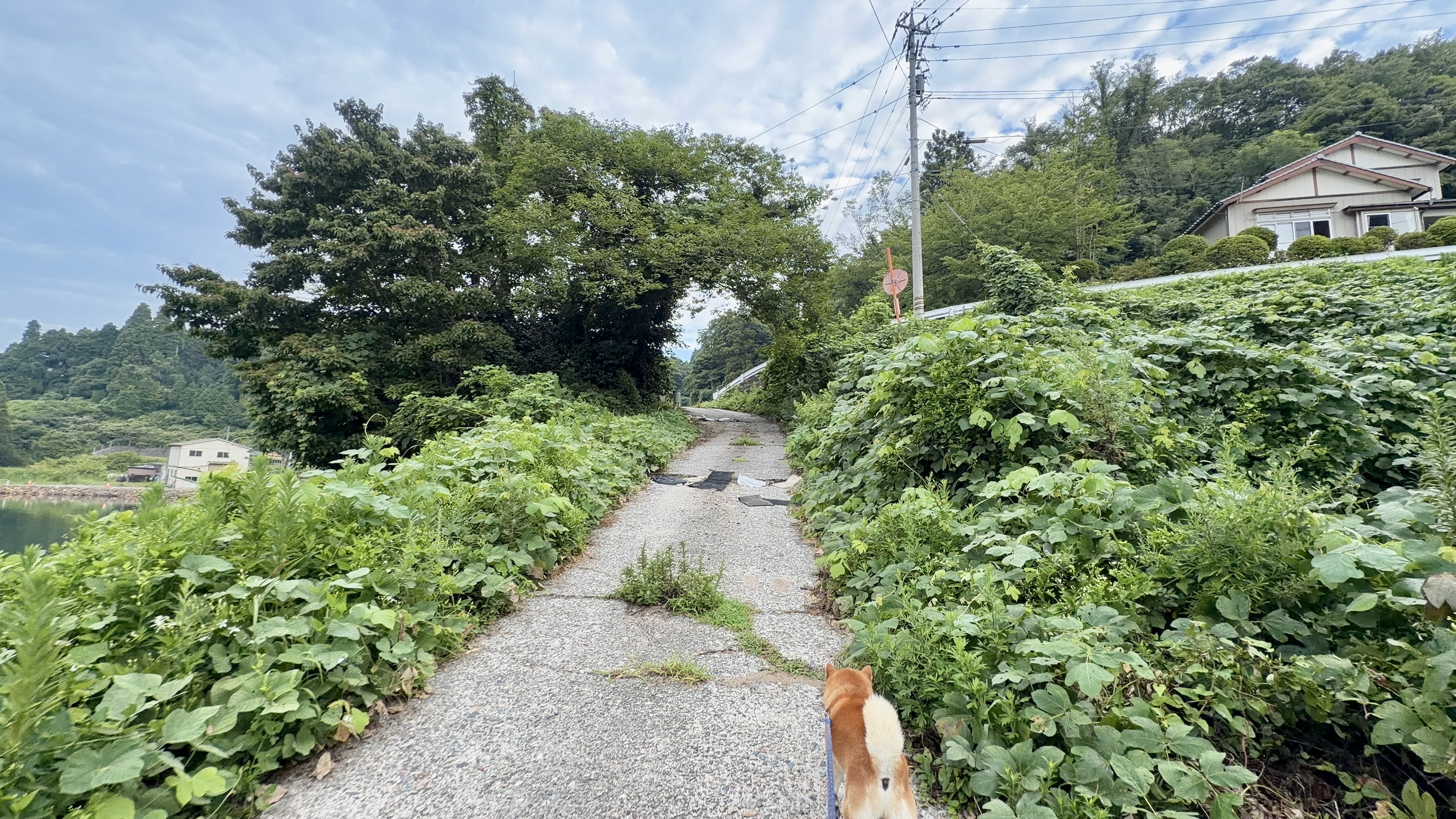 青々とした緑道を進むたろーさんの後ろ姿、九十九湾の桜スポット付近