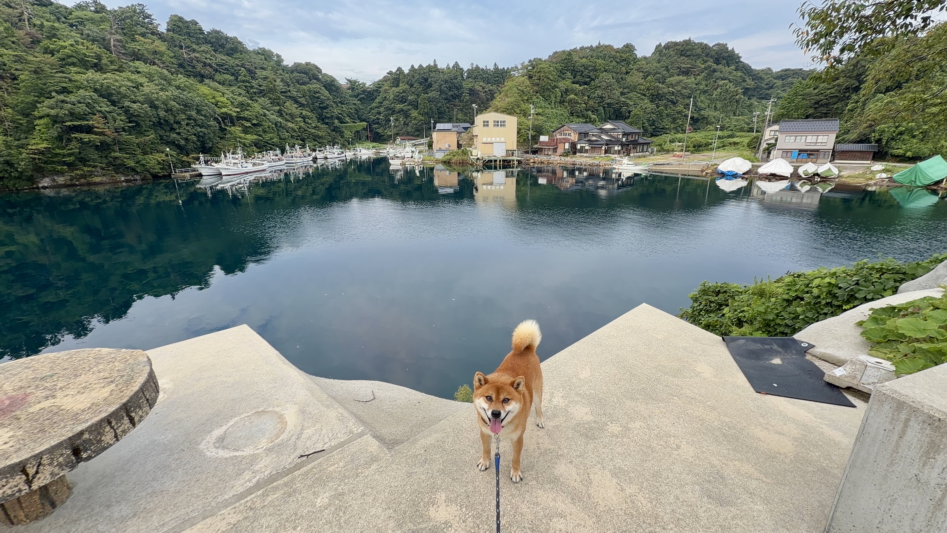 石段の上でしっぽフリフリ、船だまりを背にふり返るたろーさん