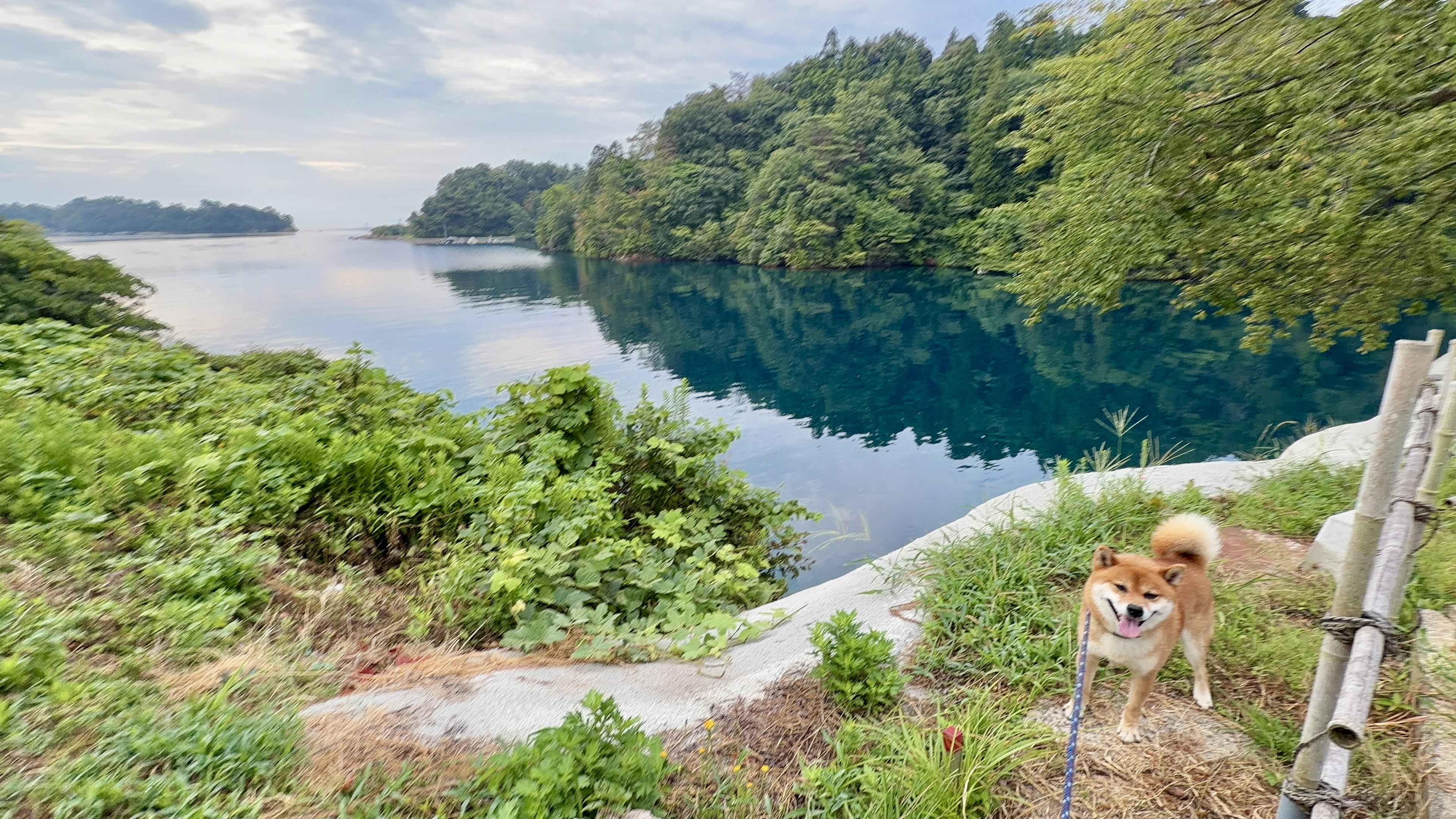 高台の入江を見おろす道でふり返るたろーさん、奥に広がる九十九湾