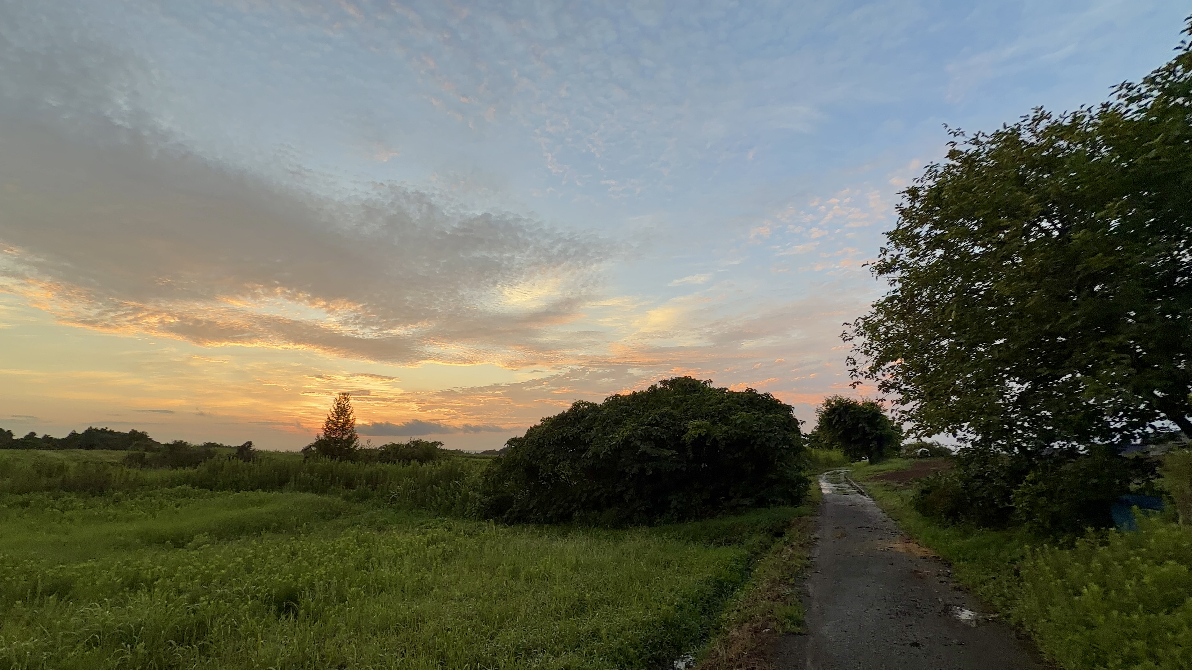 朝焼けの空の下、木立に挟まれた田んぼ沿いの道