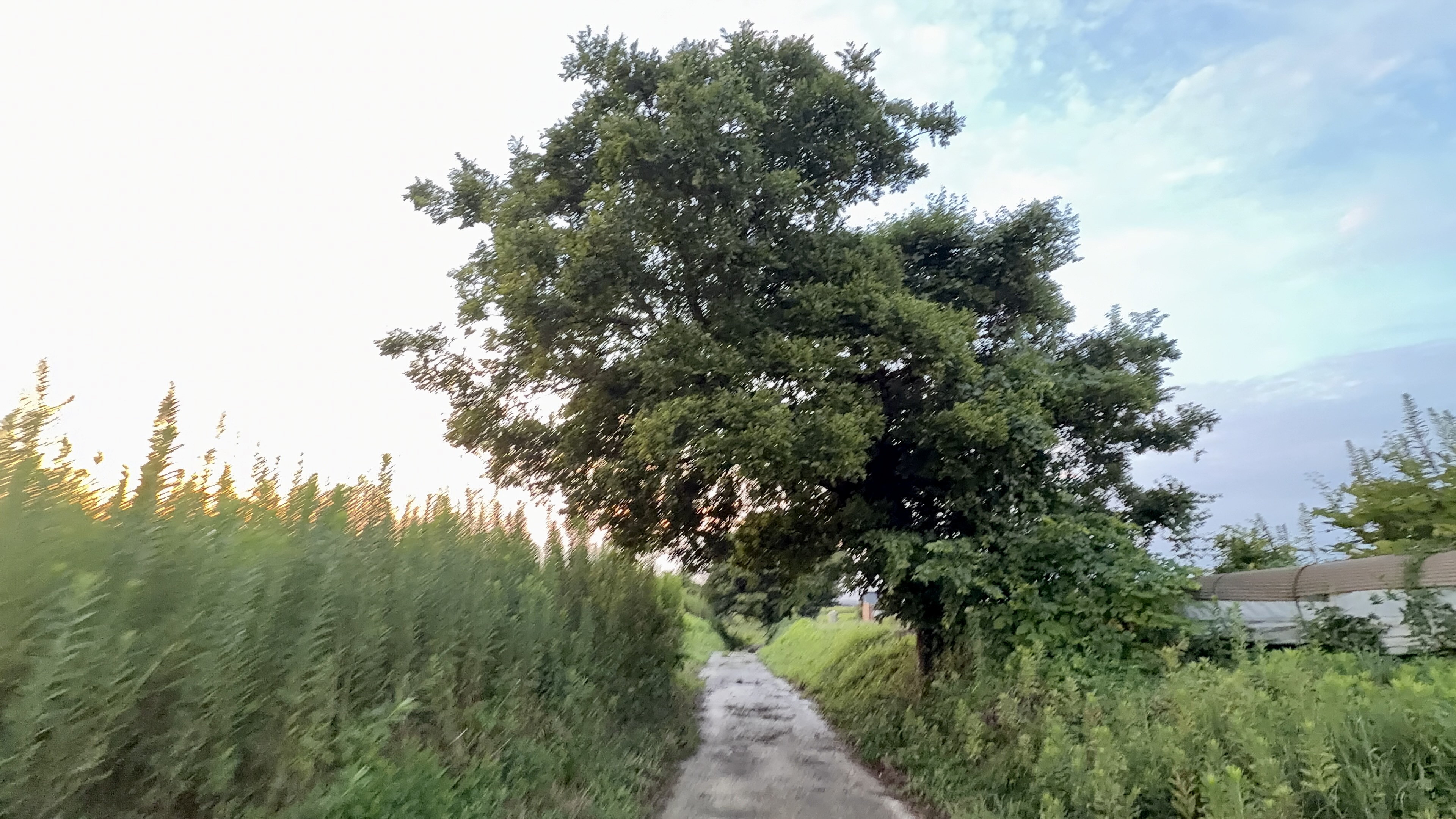 大きな木が枝を伸ばす、緑のトンネルのような道