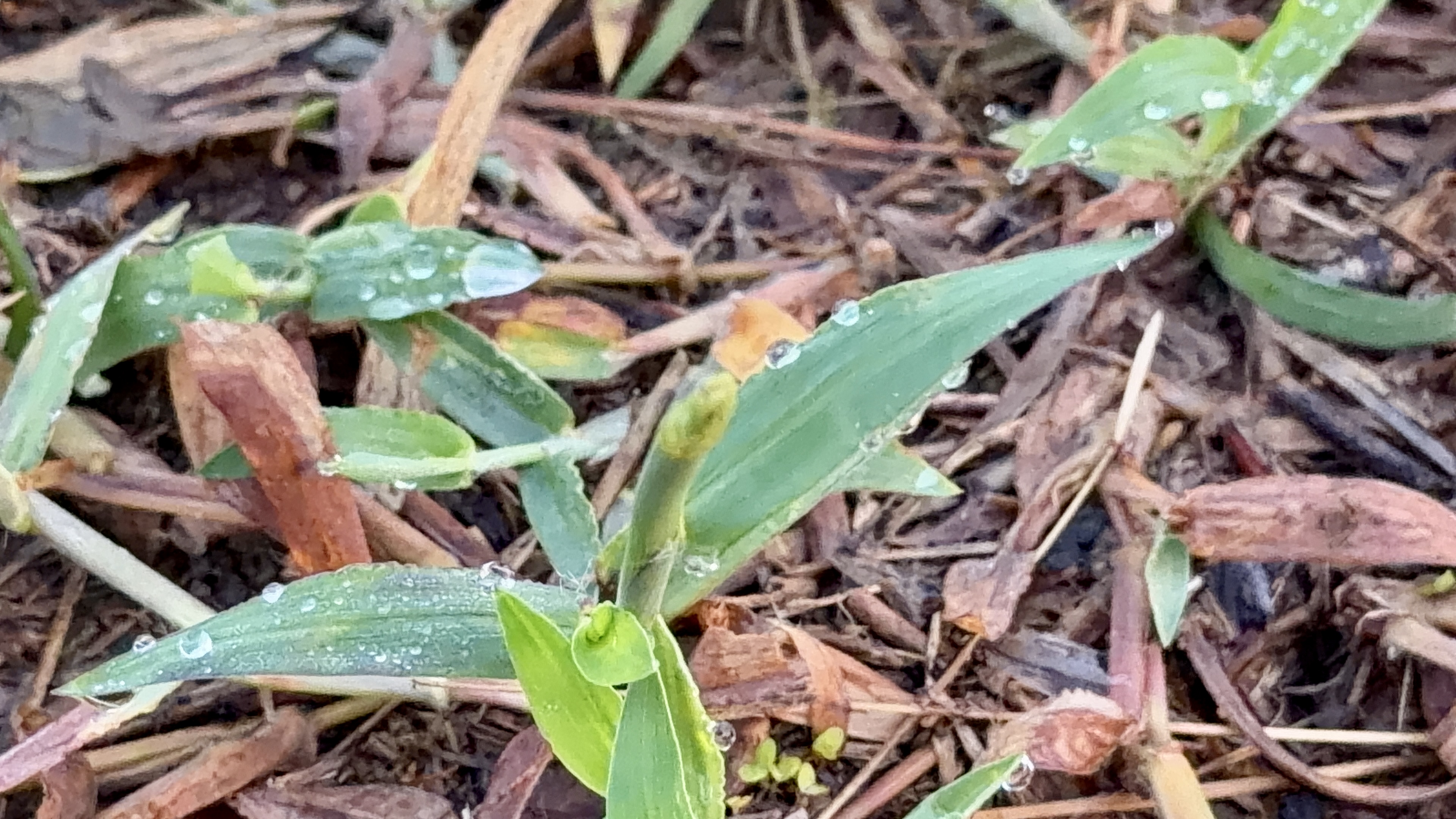 朝露に濡れた小さな草花のアップ