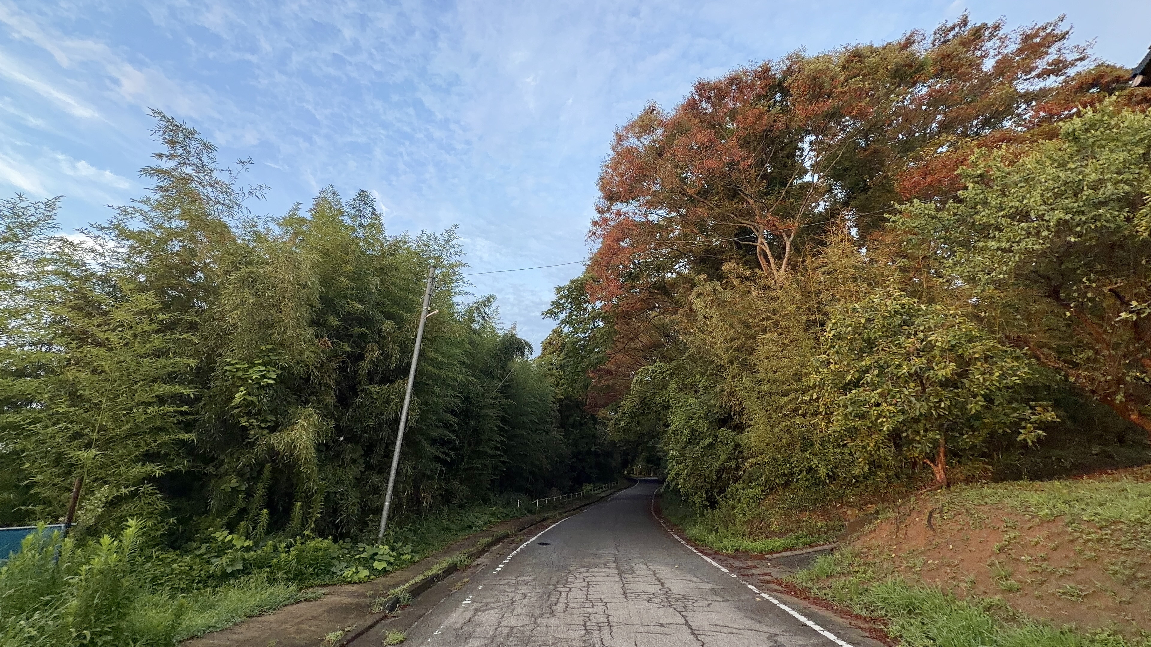 赤く色づき始めた葉をつけた木と、その下を通る道