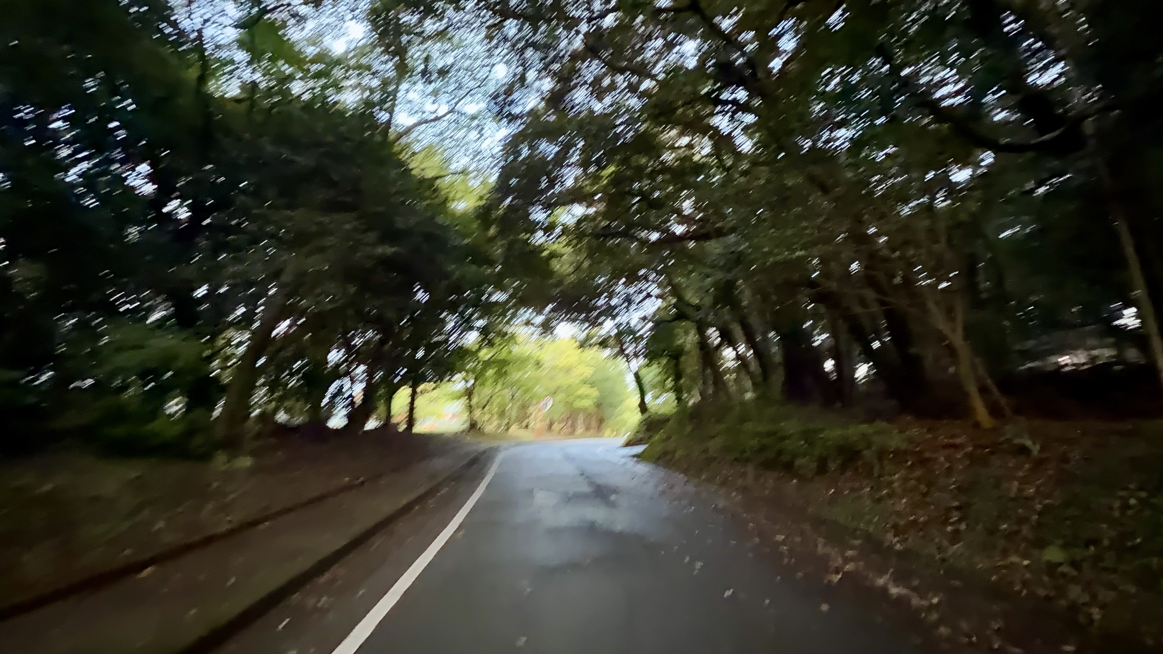 木々が覆いかぶさる緑のトンネルのような道