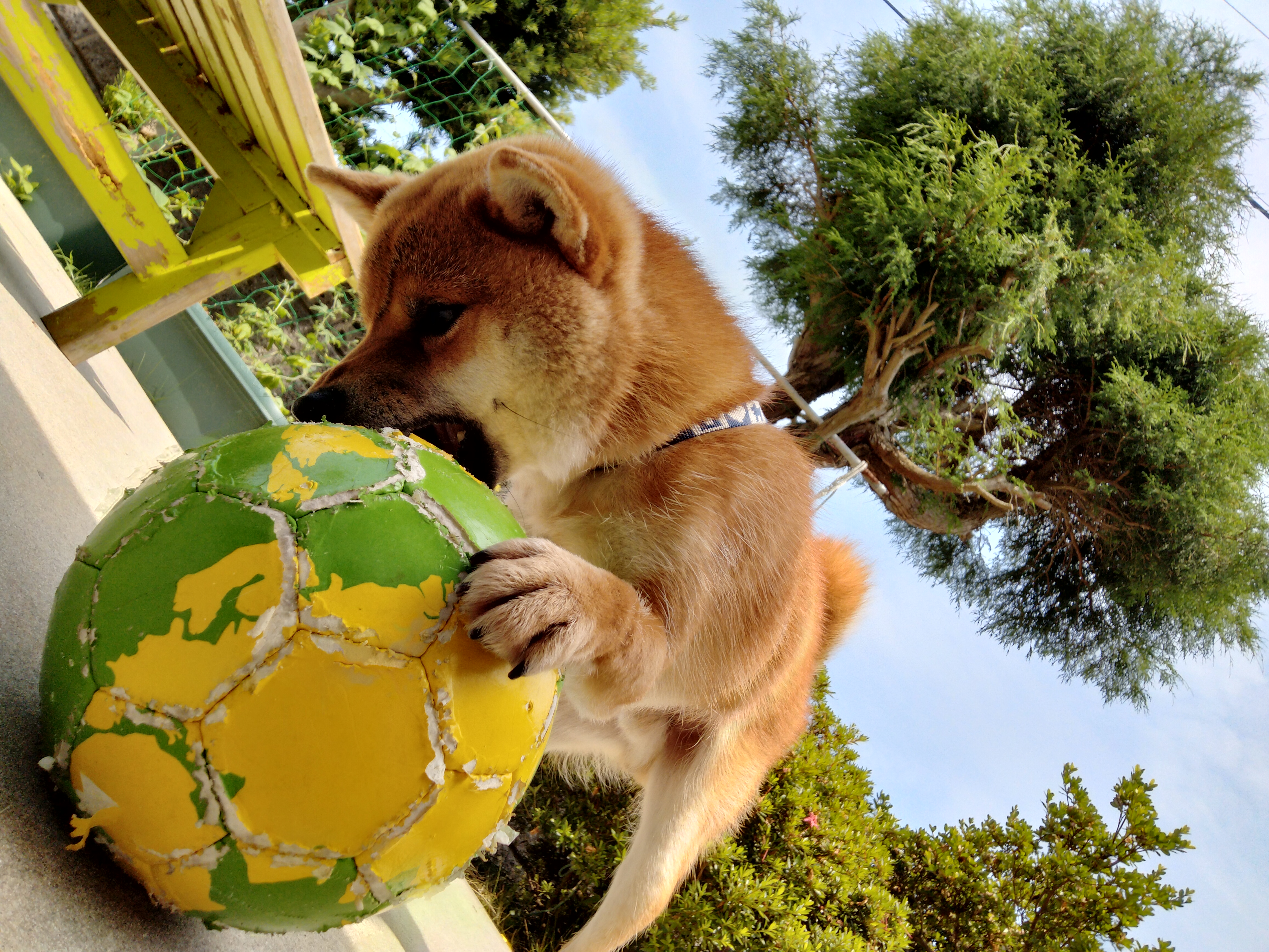 庭でボロボロのサッカーボールに噛みつく、1歳の頃の柴犬たろー