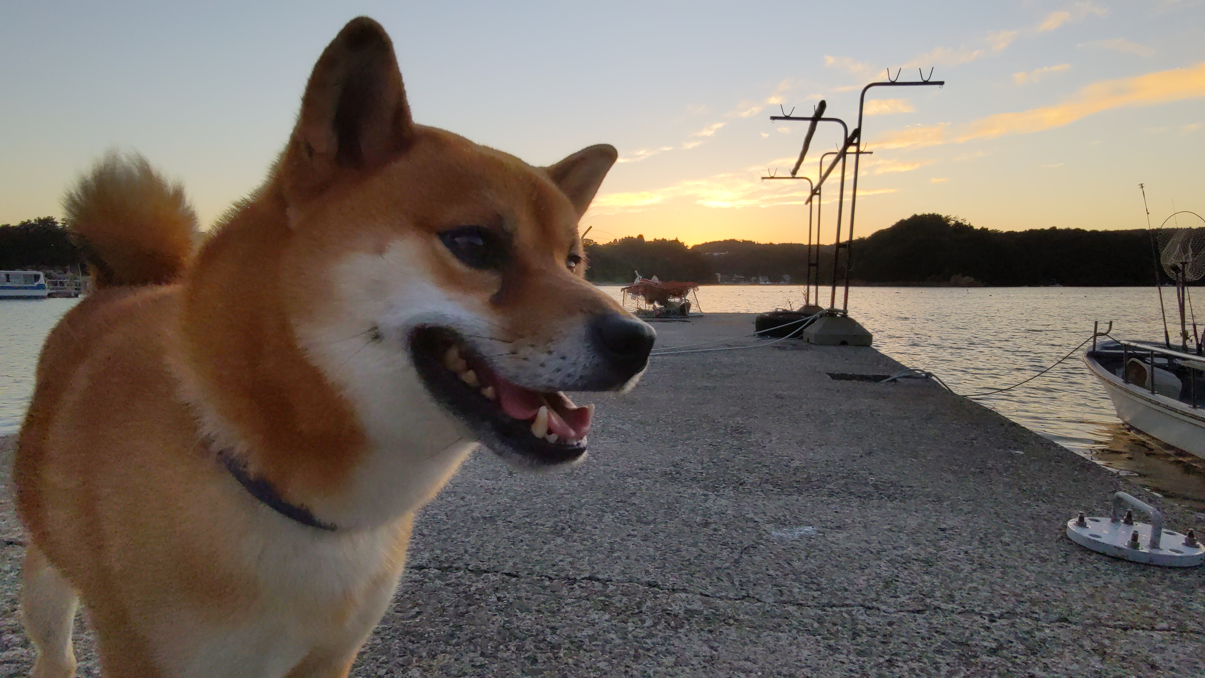 夕焼けの桟橋と漁船を背景にした柴犬たろーの顔アップ、2022年10月