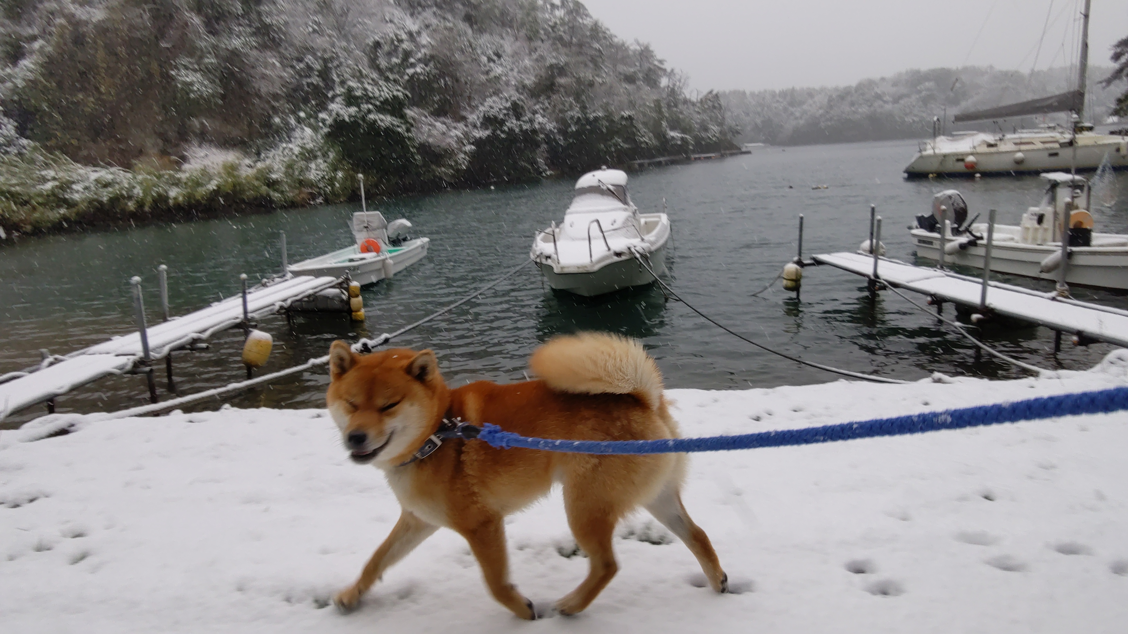 雪の積もった九十九湾の桟橋を歩く柴犬たろー、2022年12月